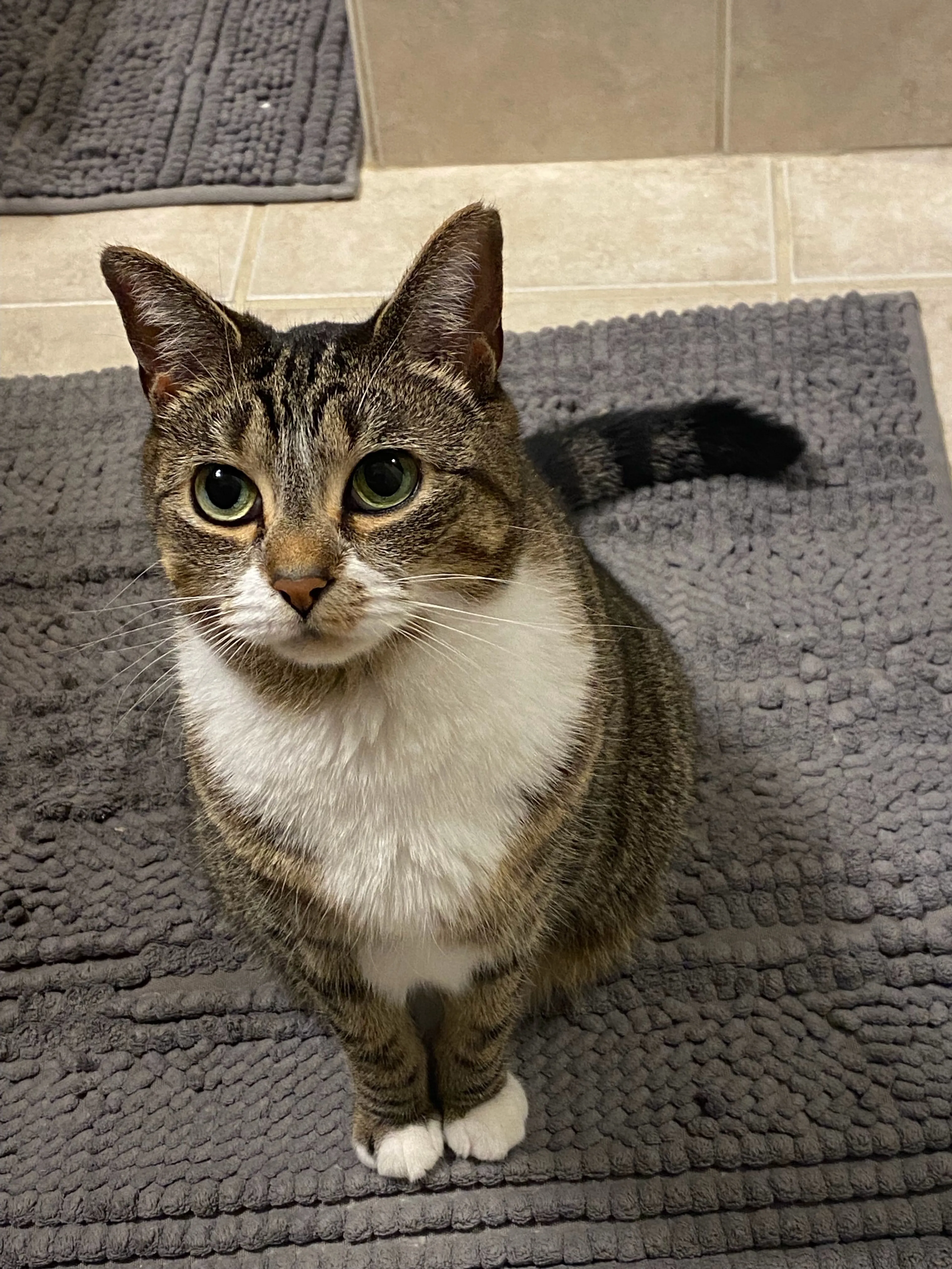 Lost pet