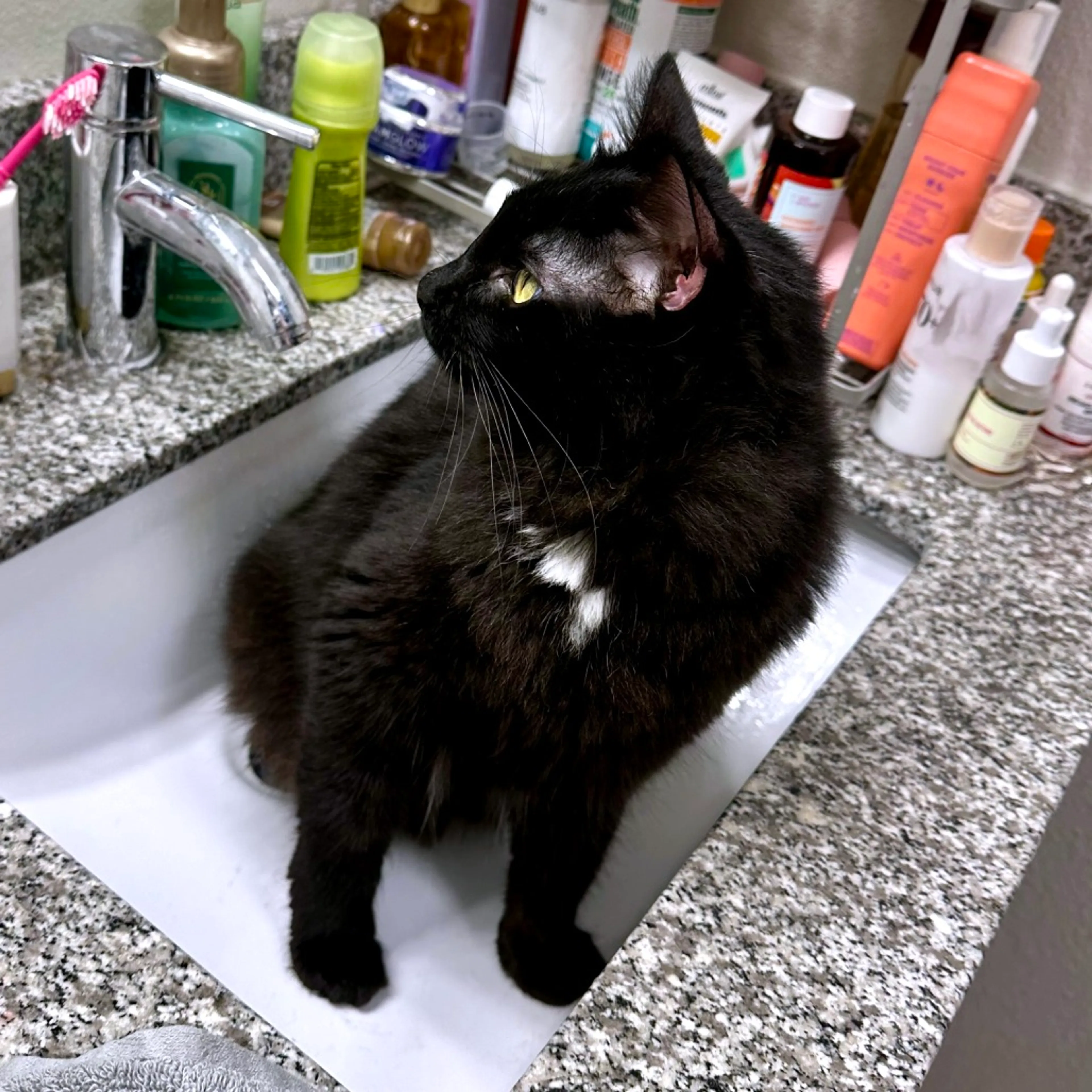 Found pet-3