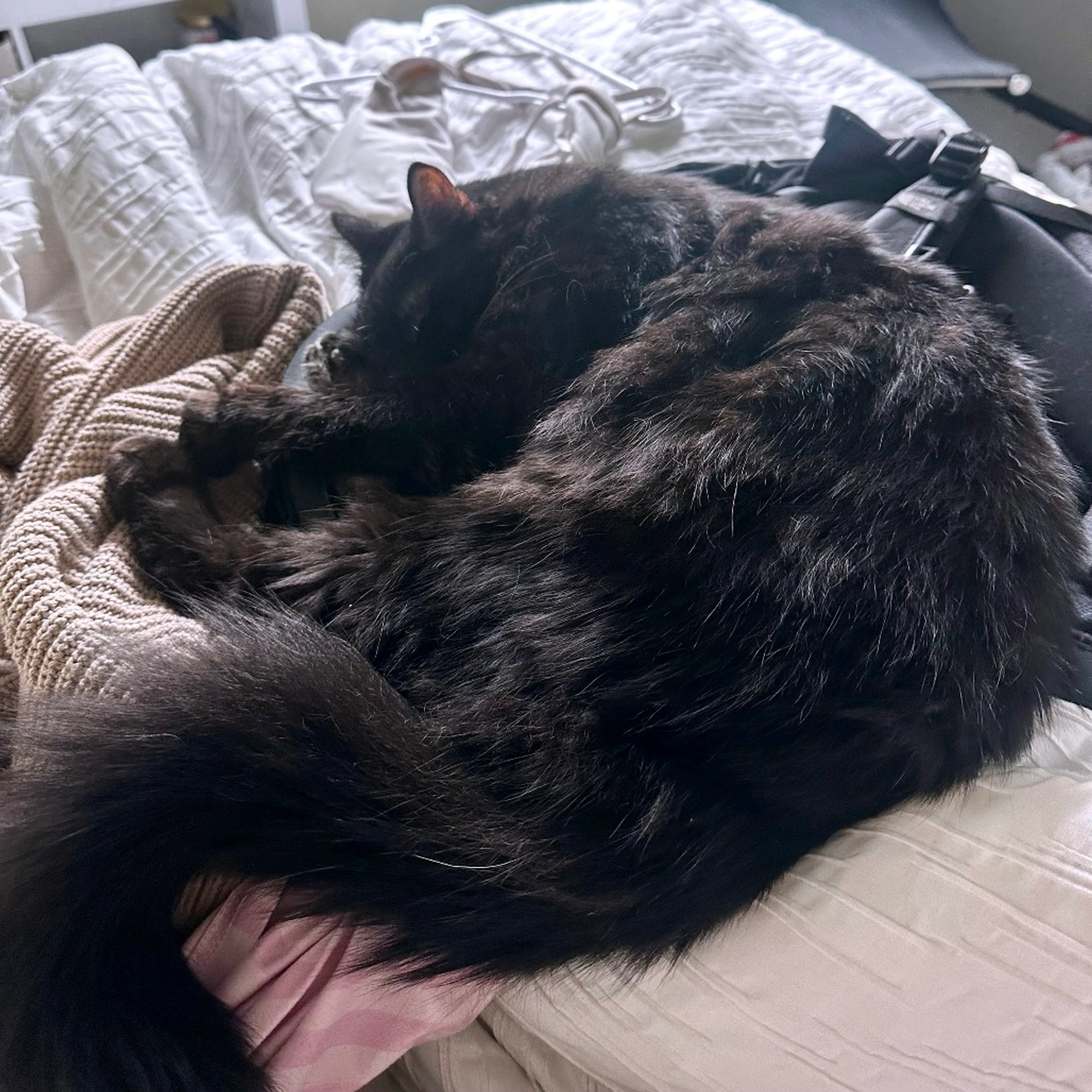 Found pet-2
