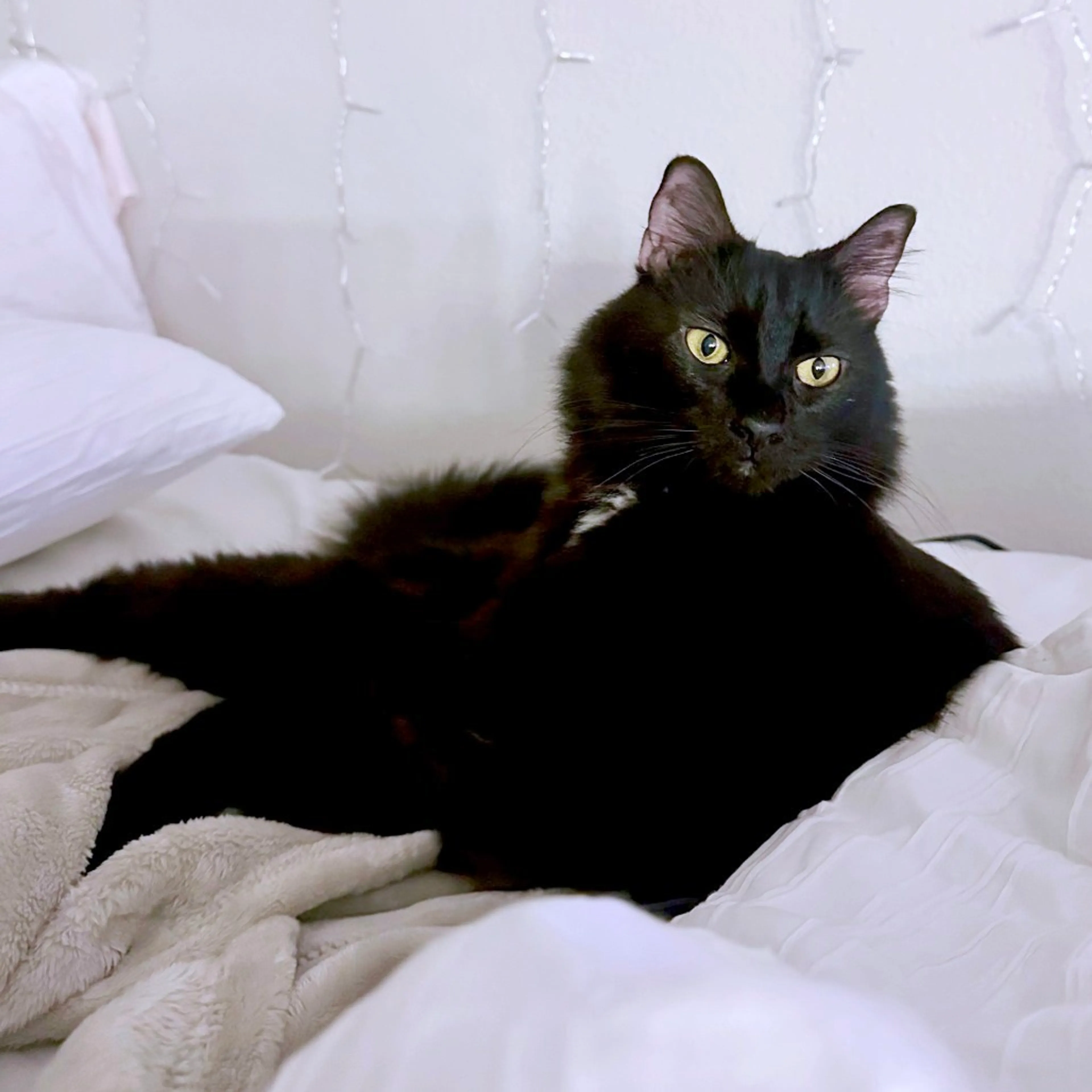 Found pet-0