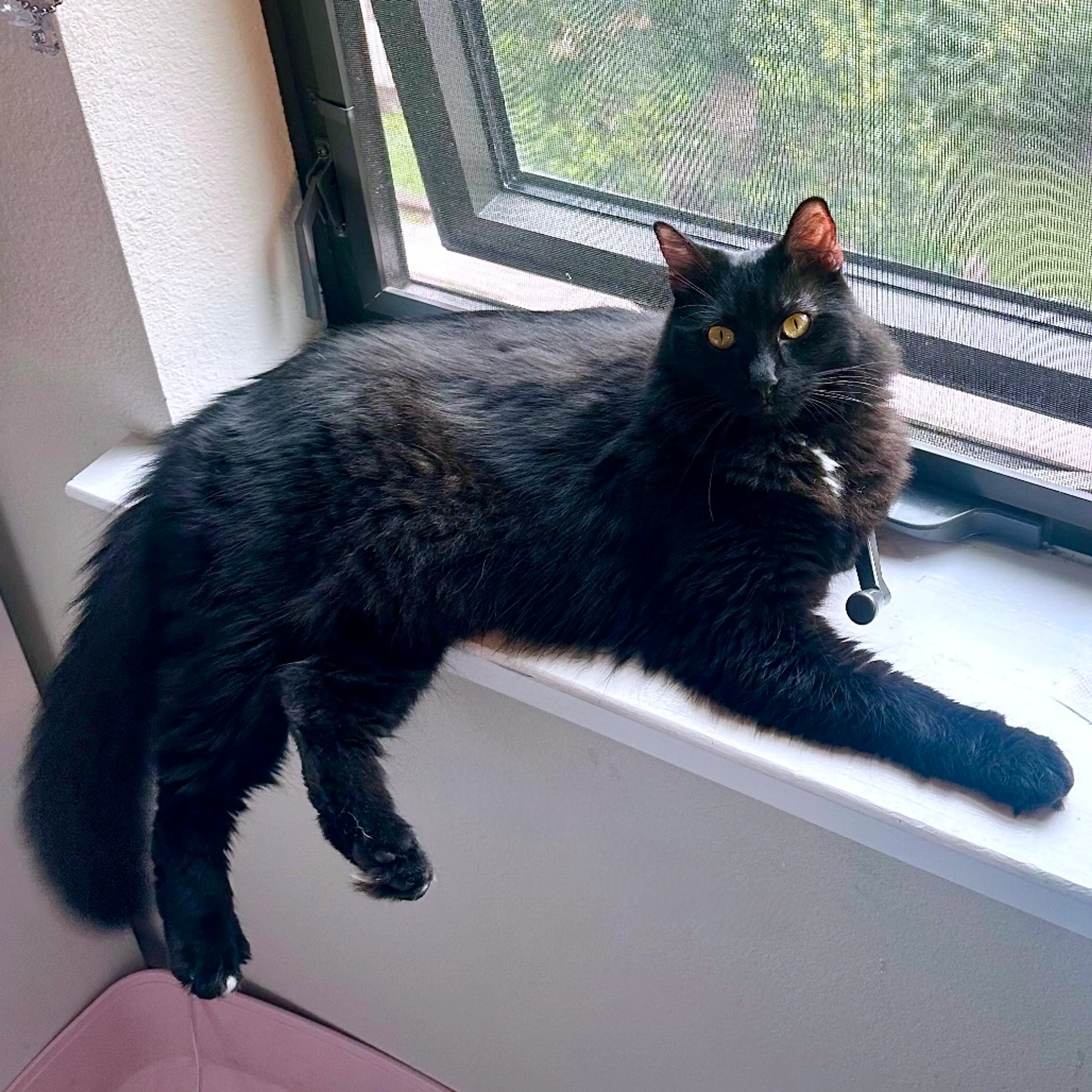 Found pet-4