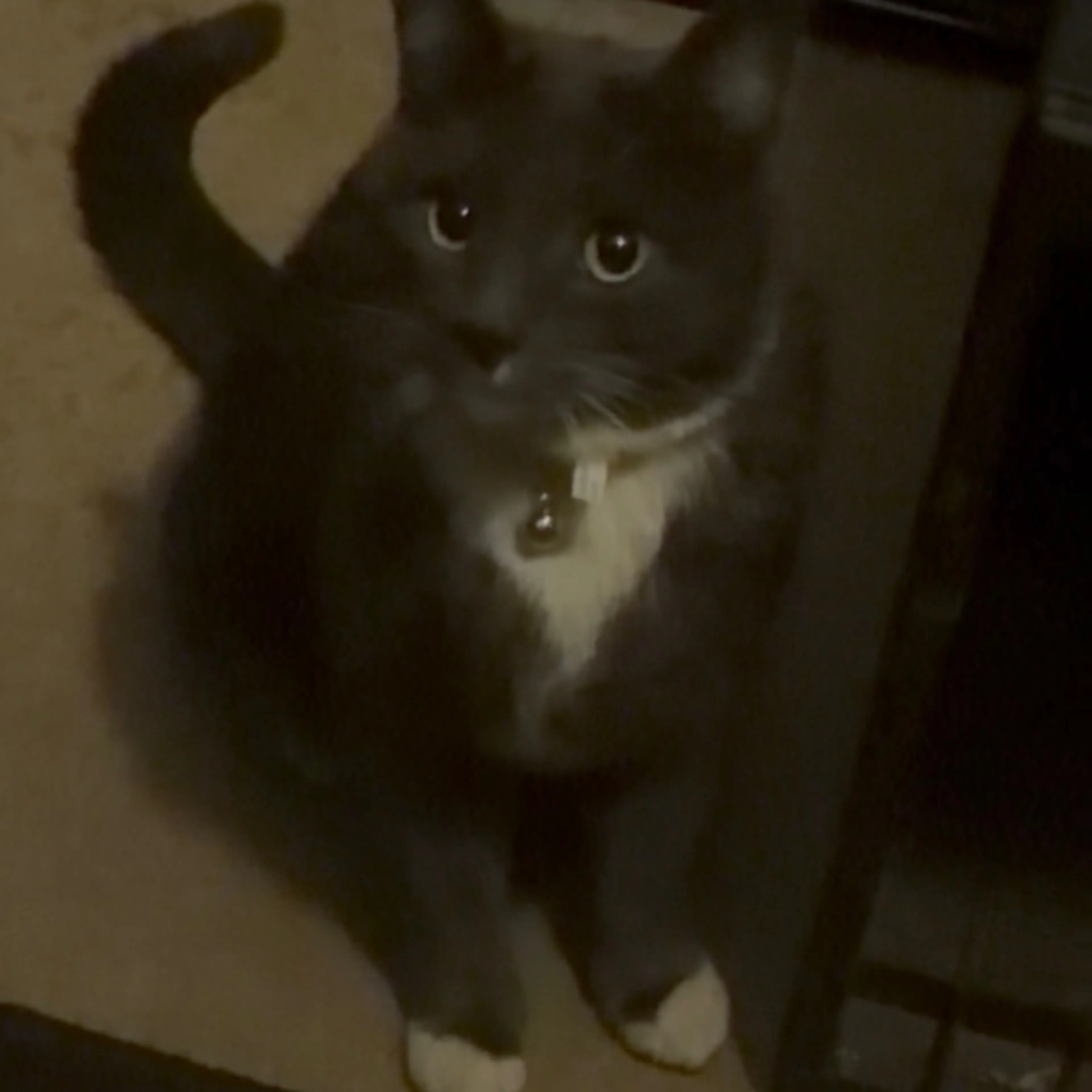 Found pet-0