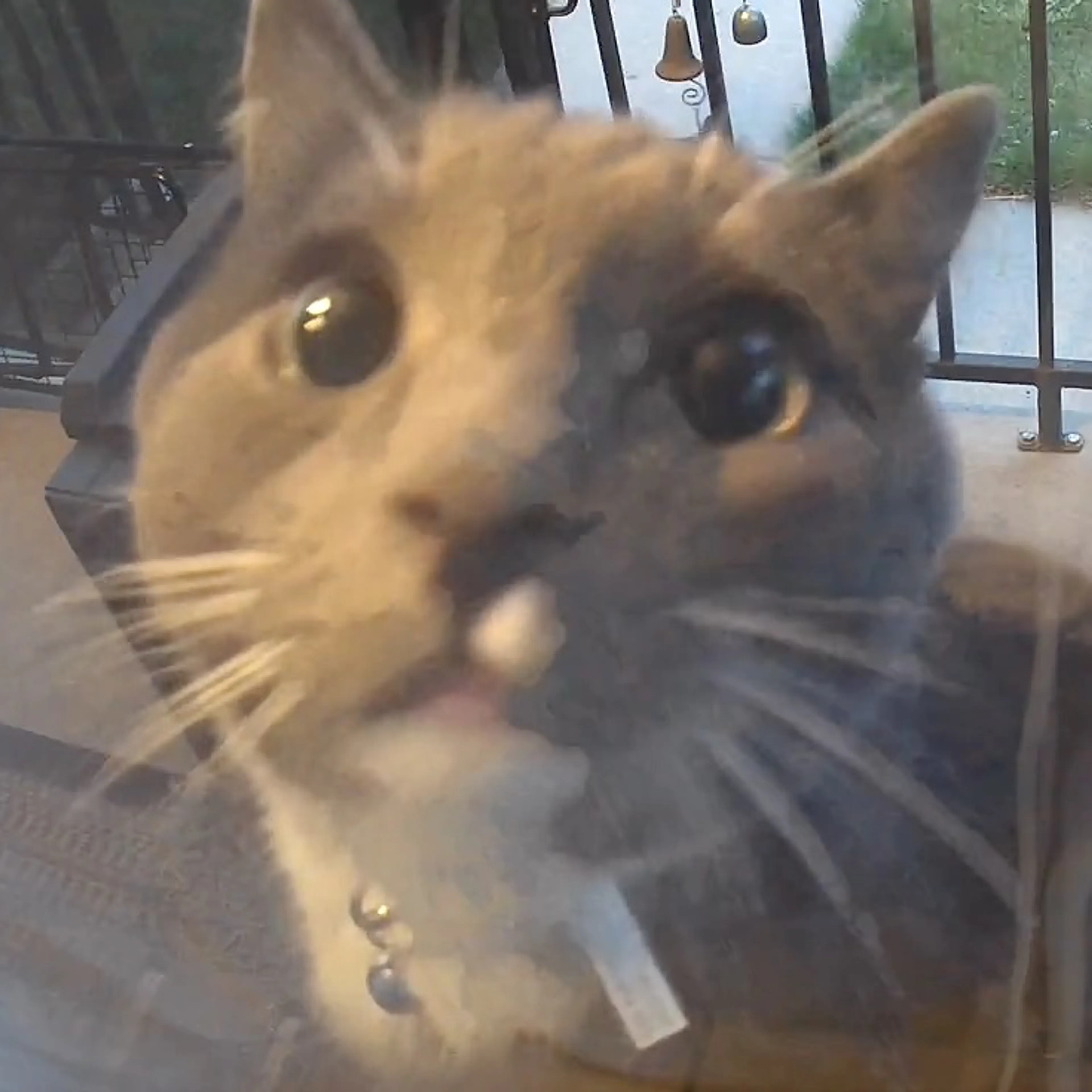 Found pet-2