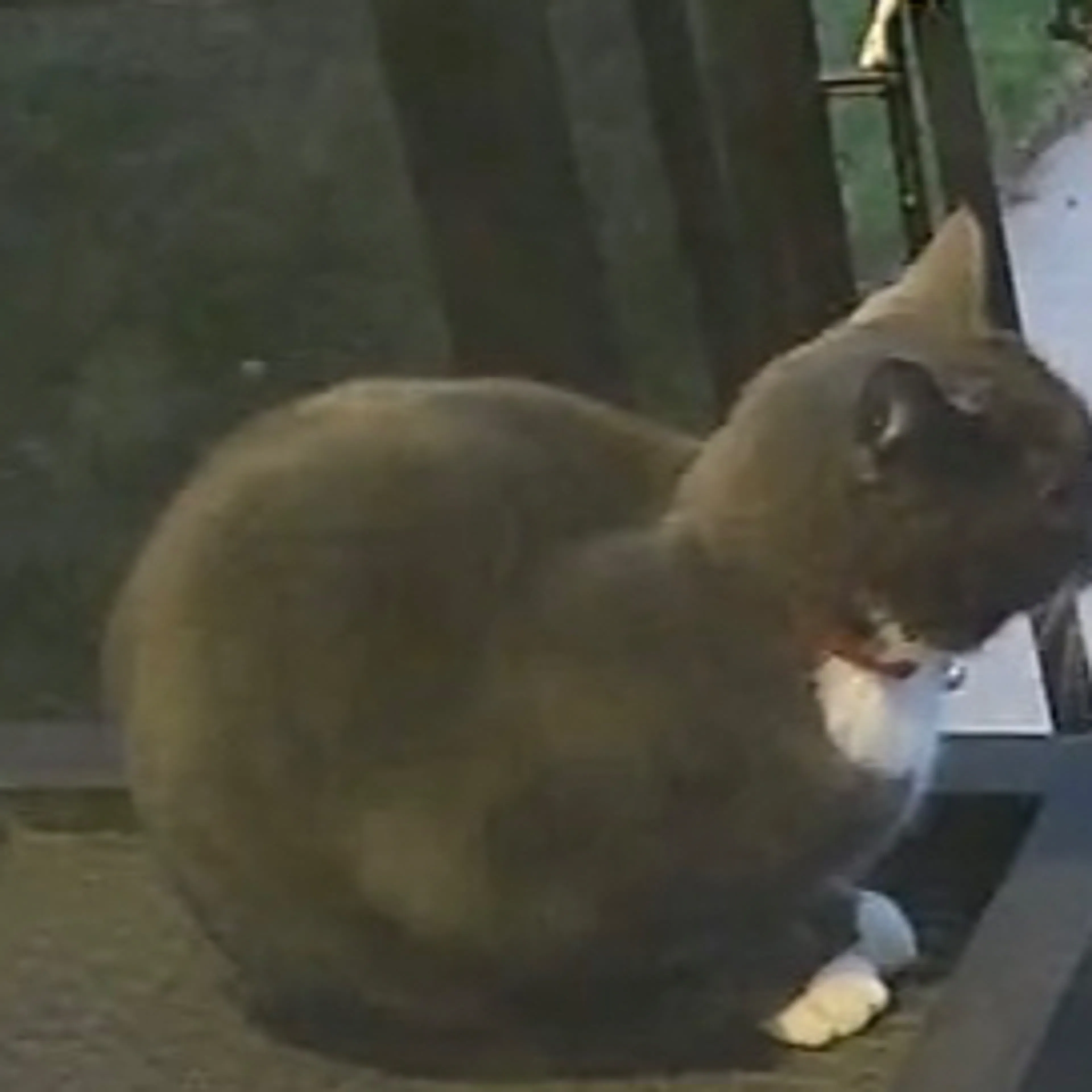 Found pet-1