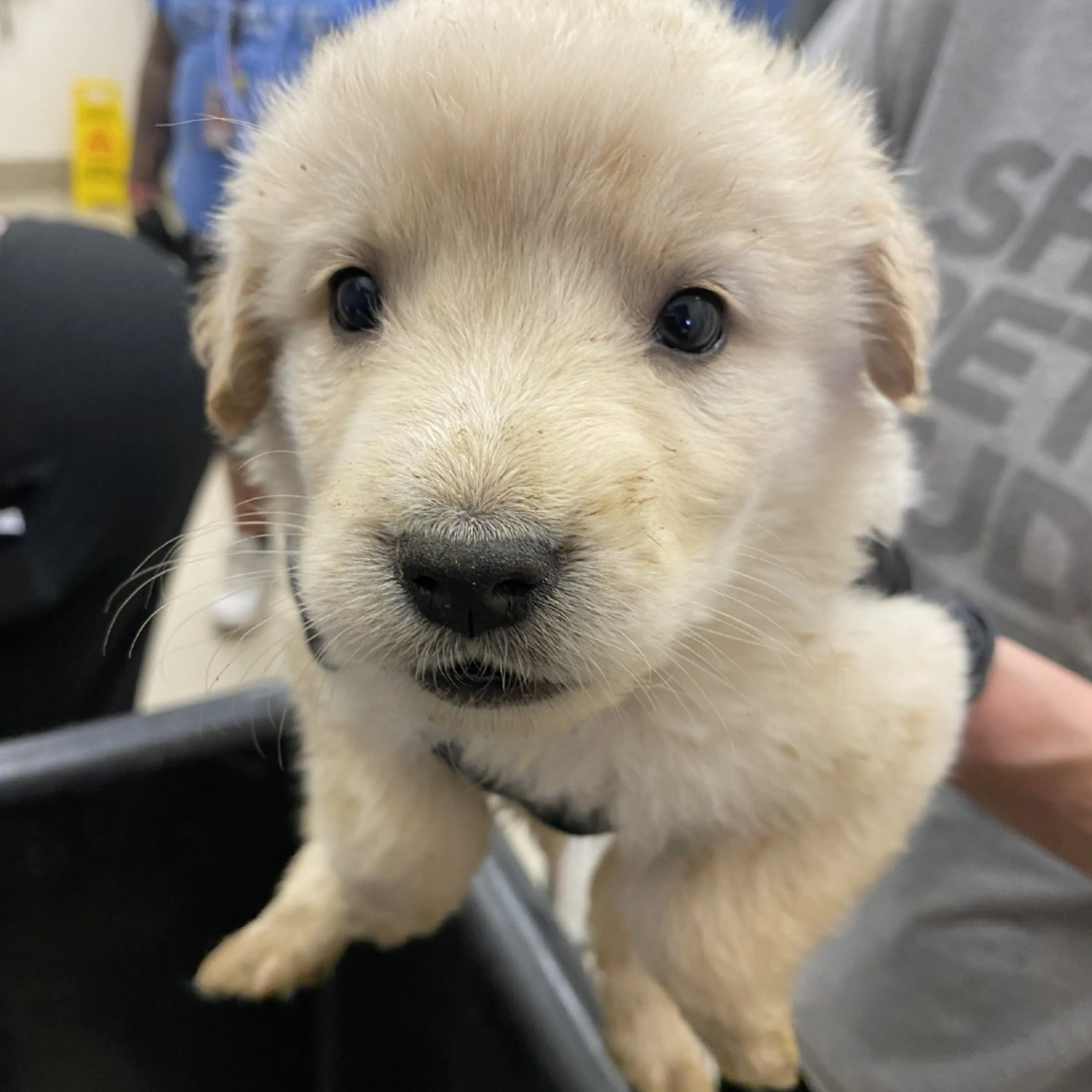 Found pet