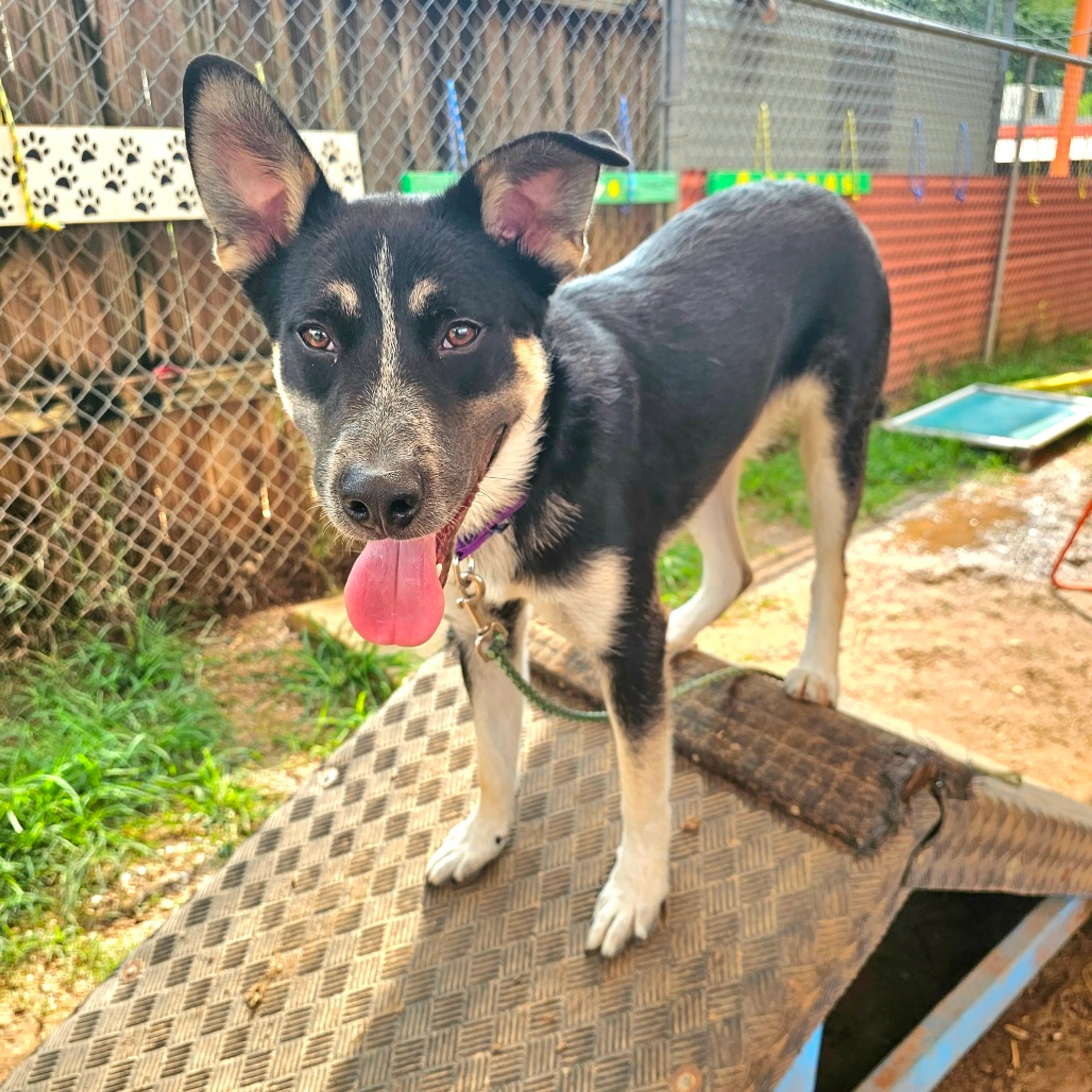cdn image