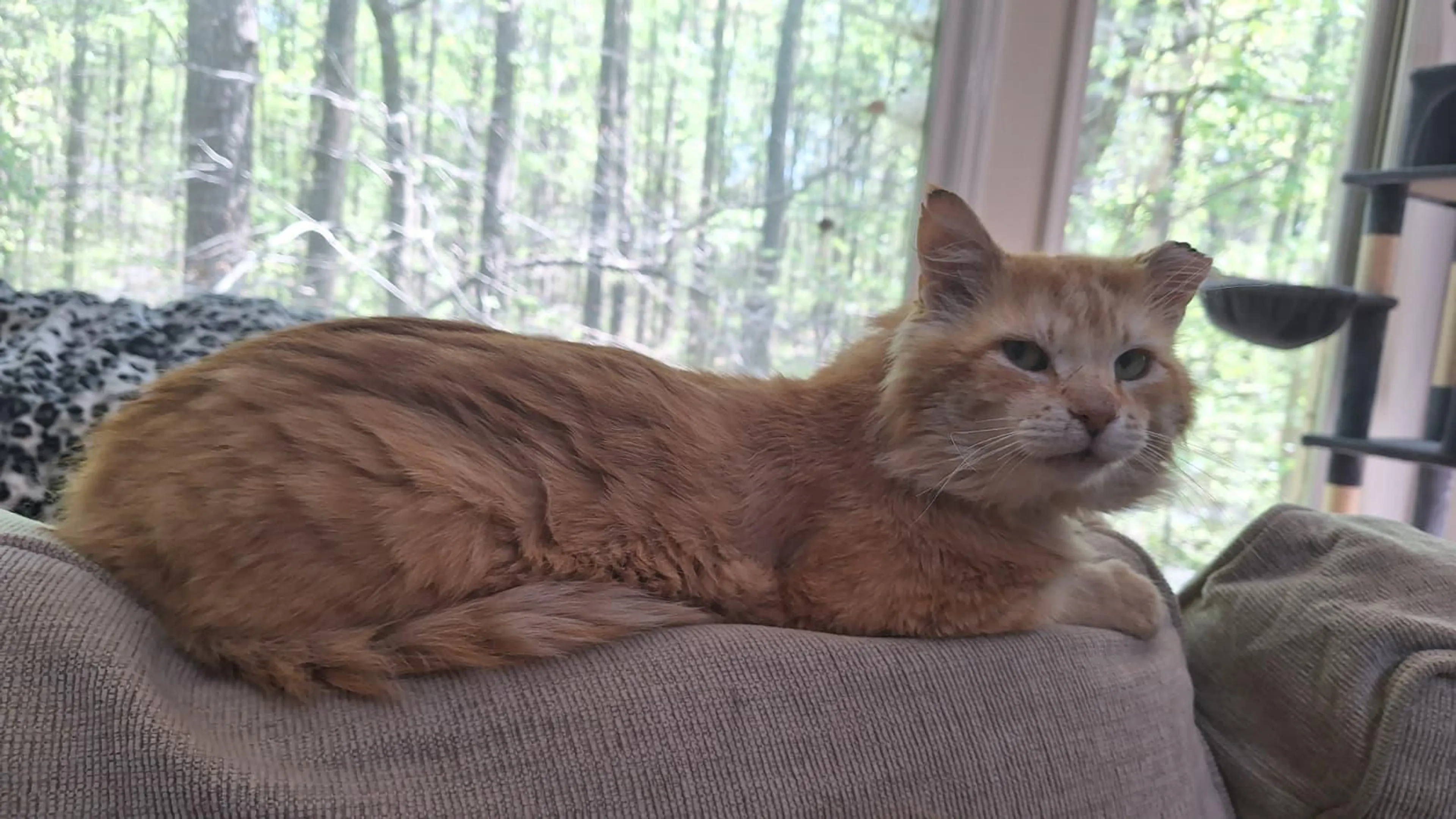 Found pet-3