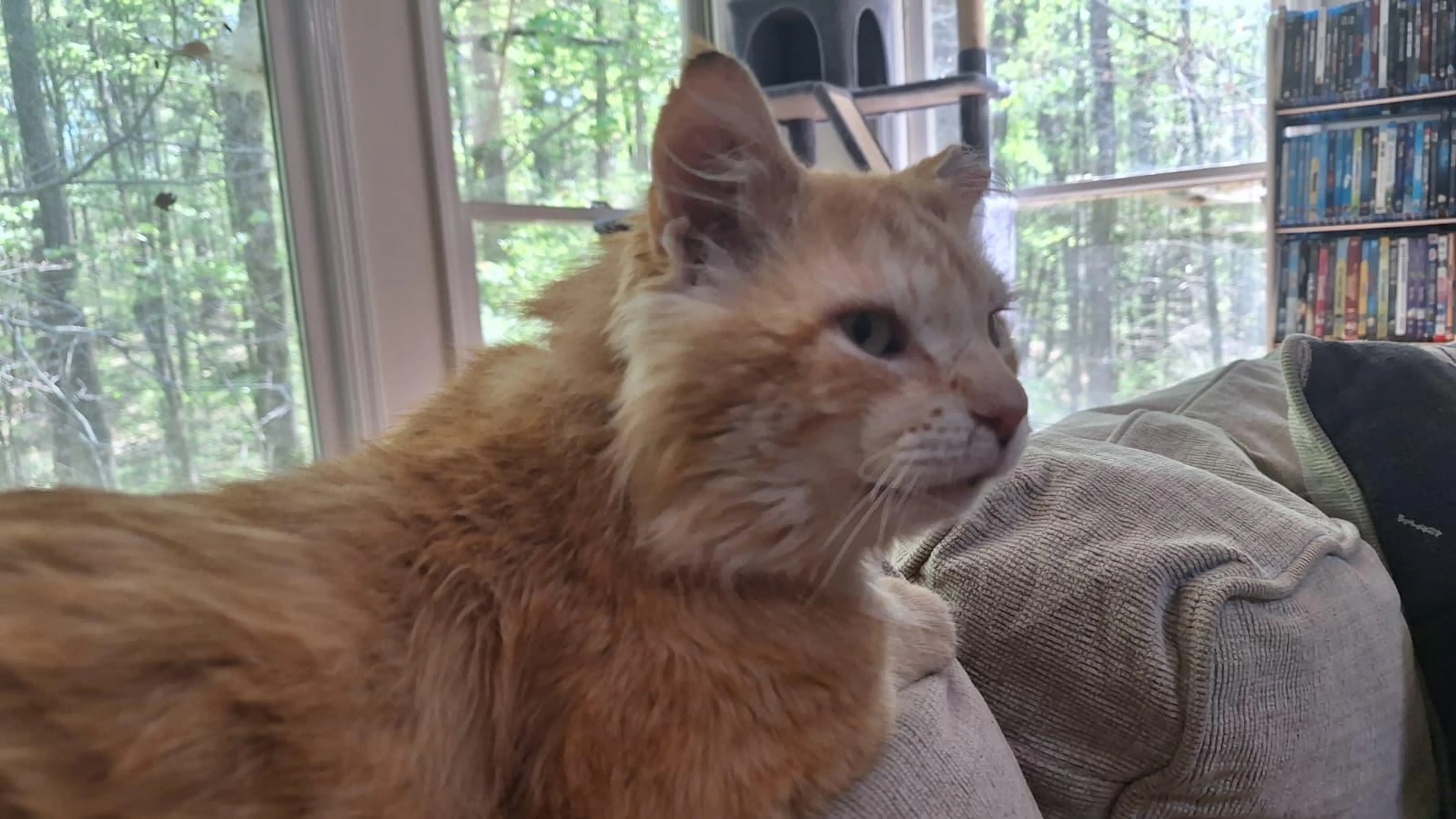 Found pet-4