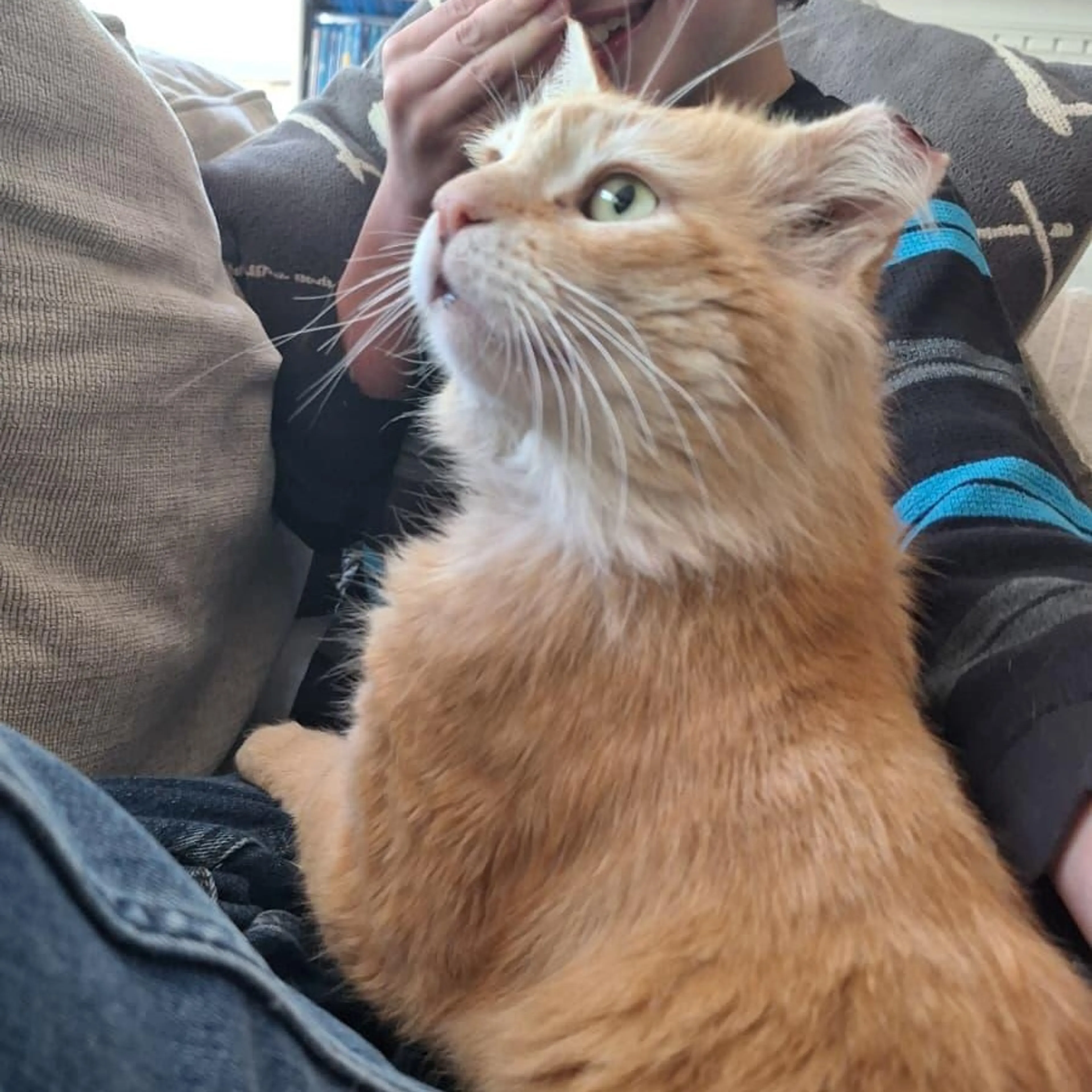 Found pet-5
