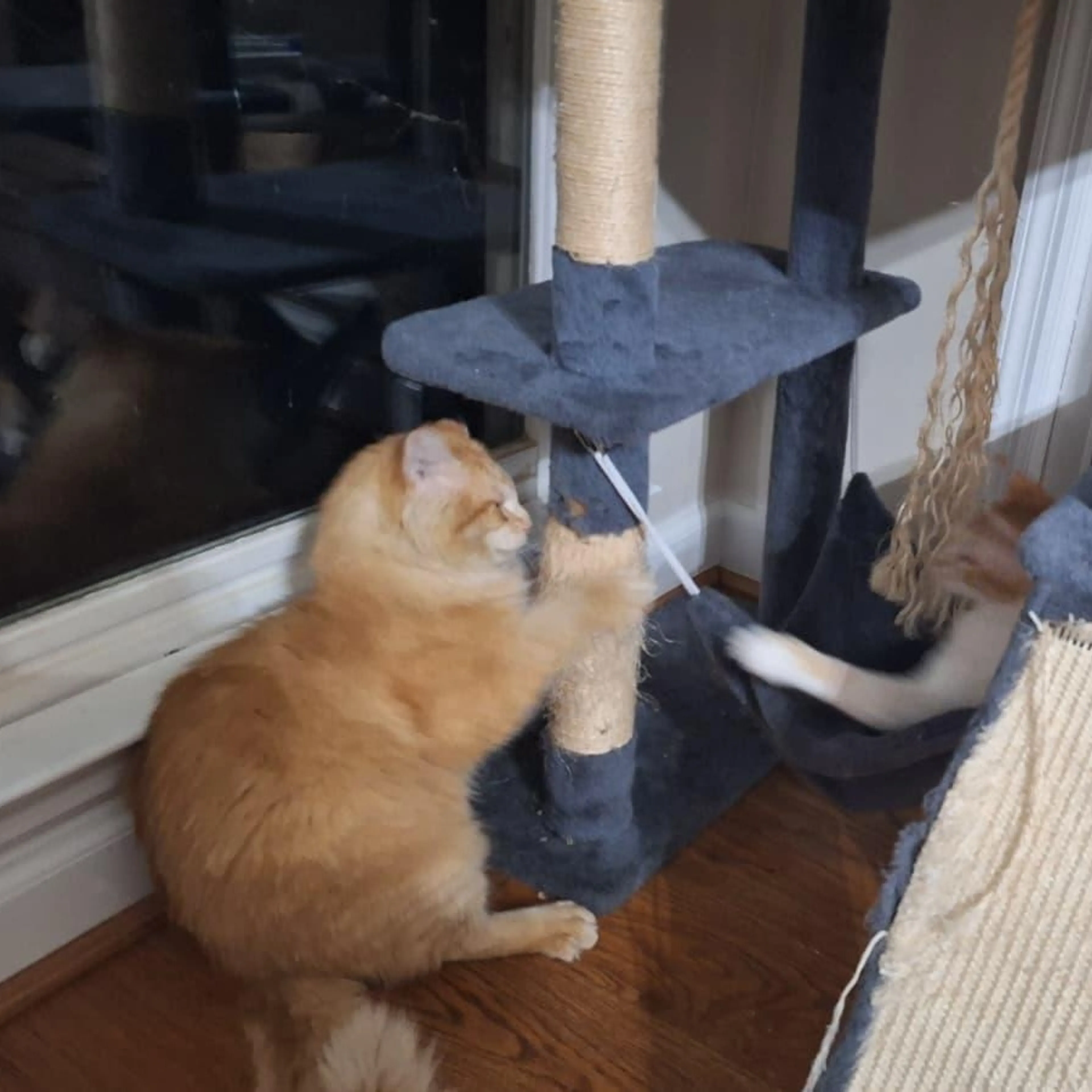 Found pet-1