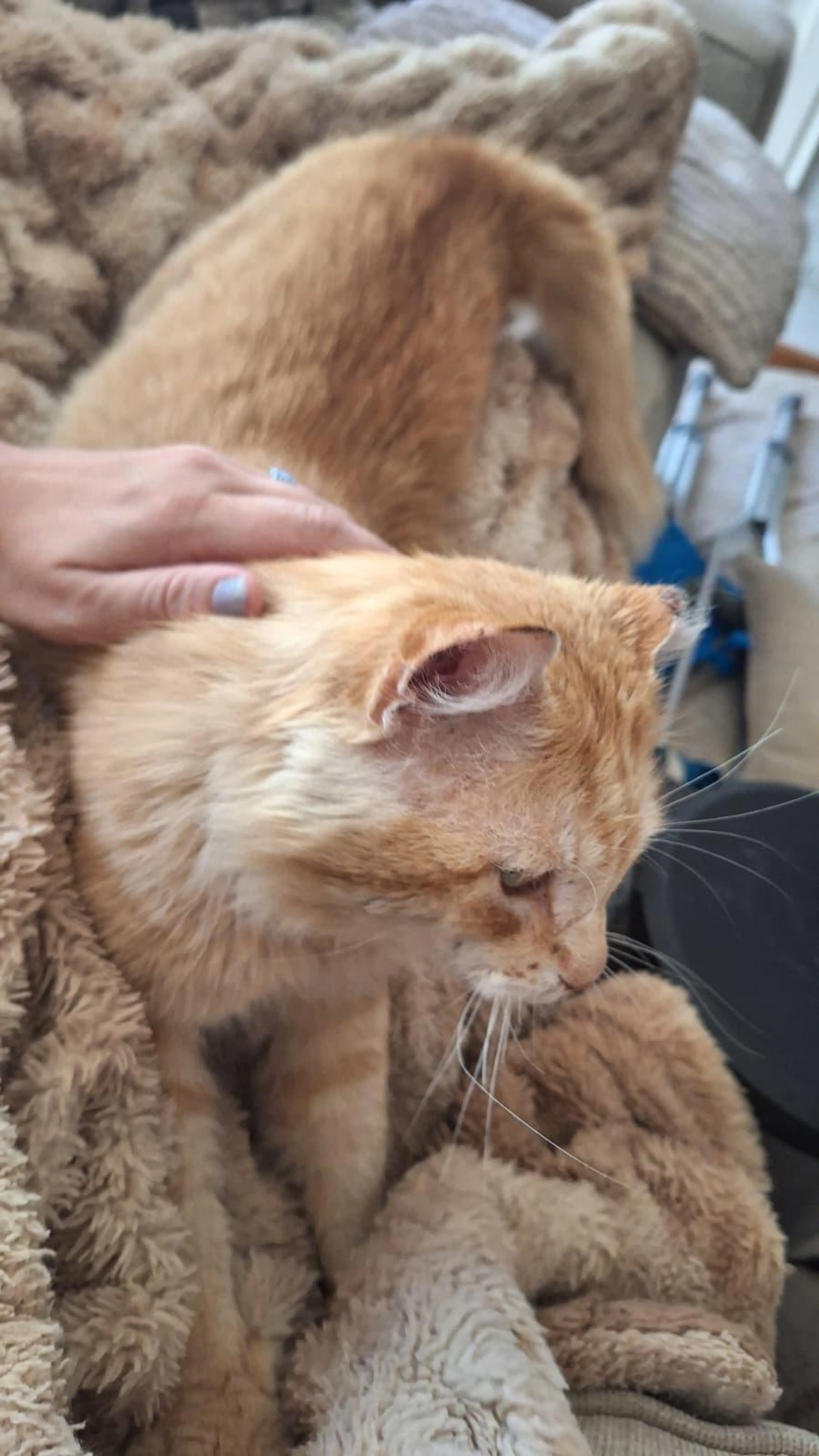 Found pet-2