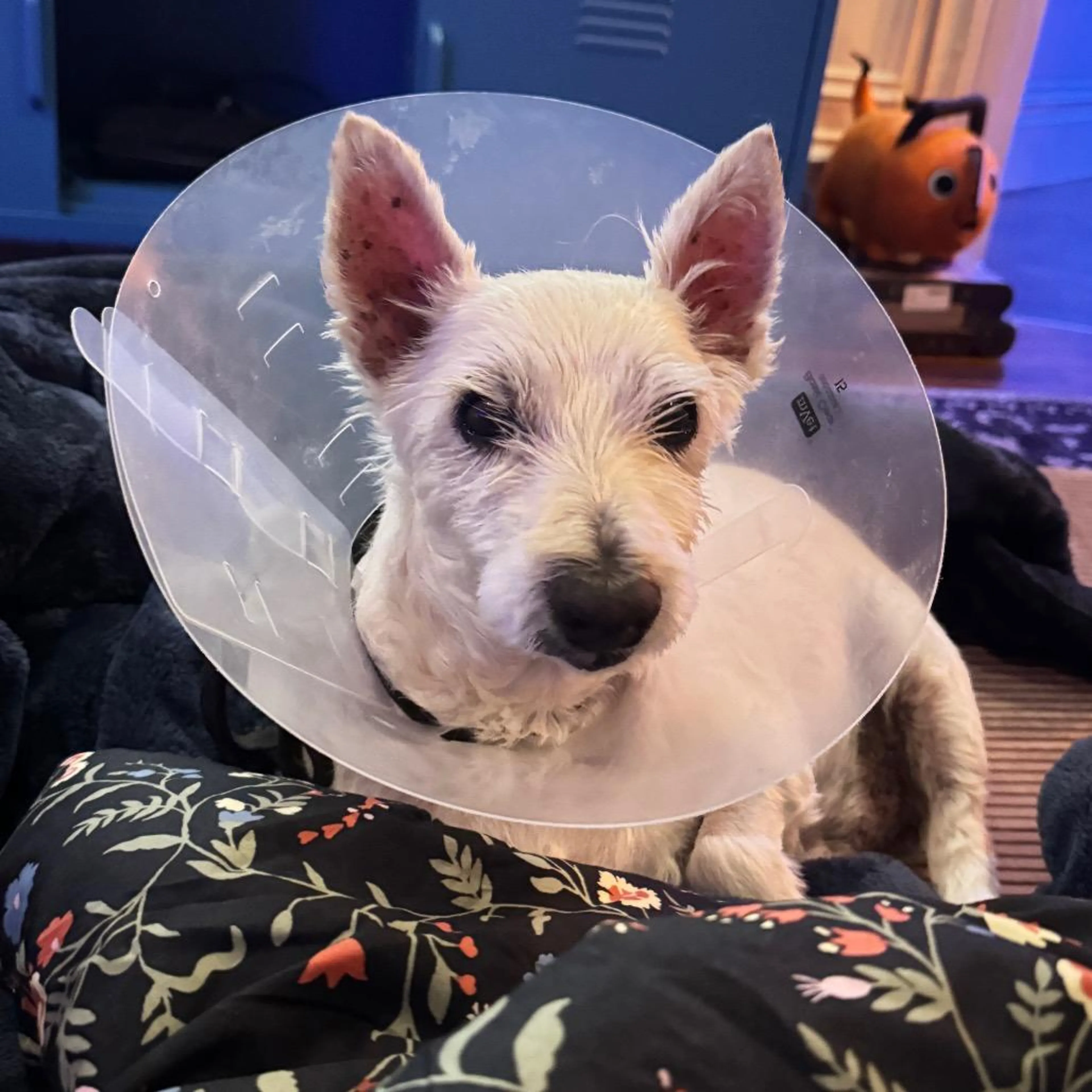 Found pet-5