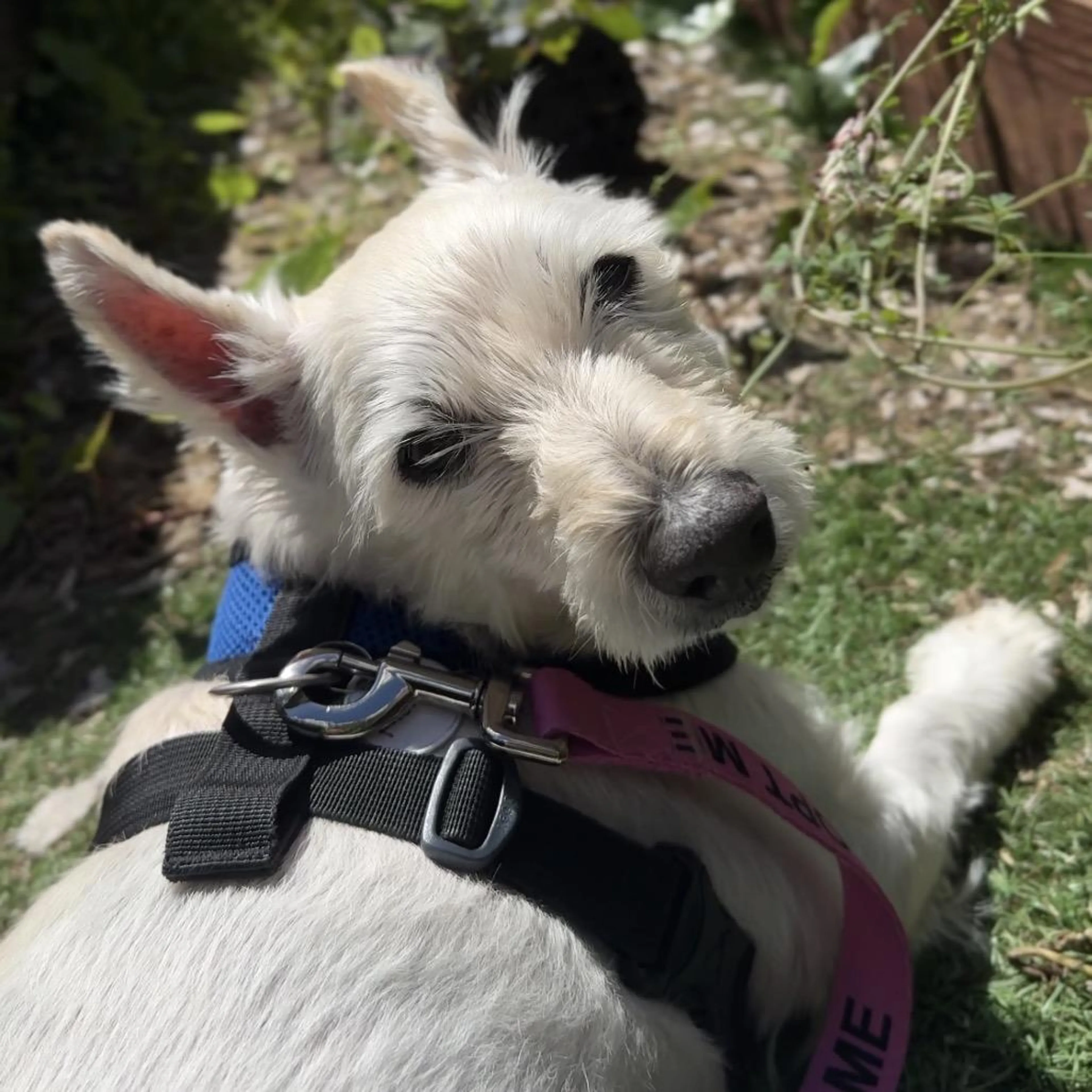 Found pet-4