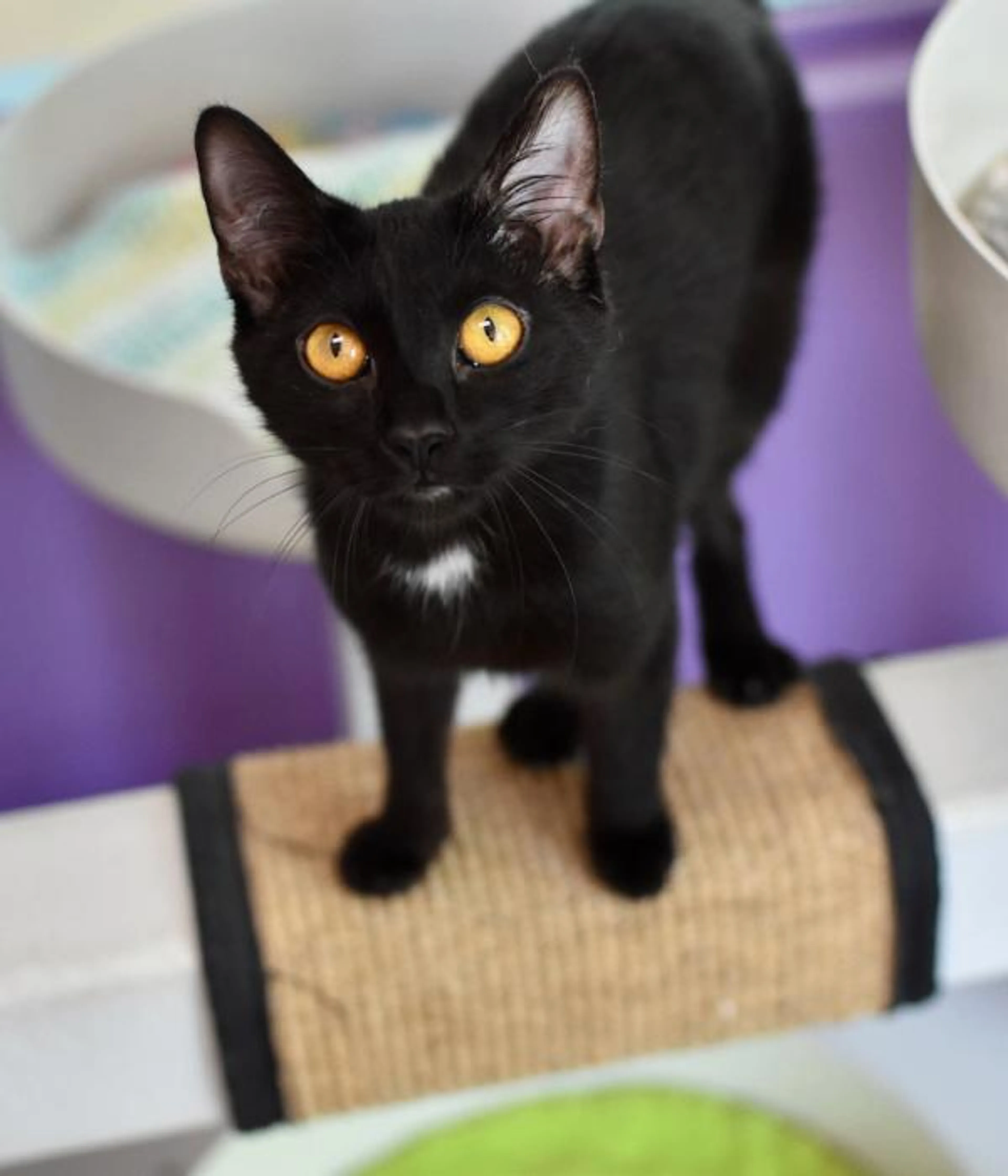 Found pet-1