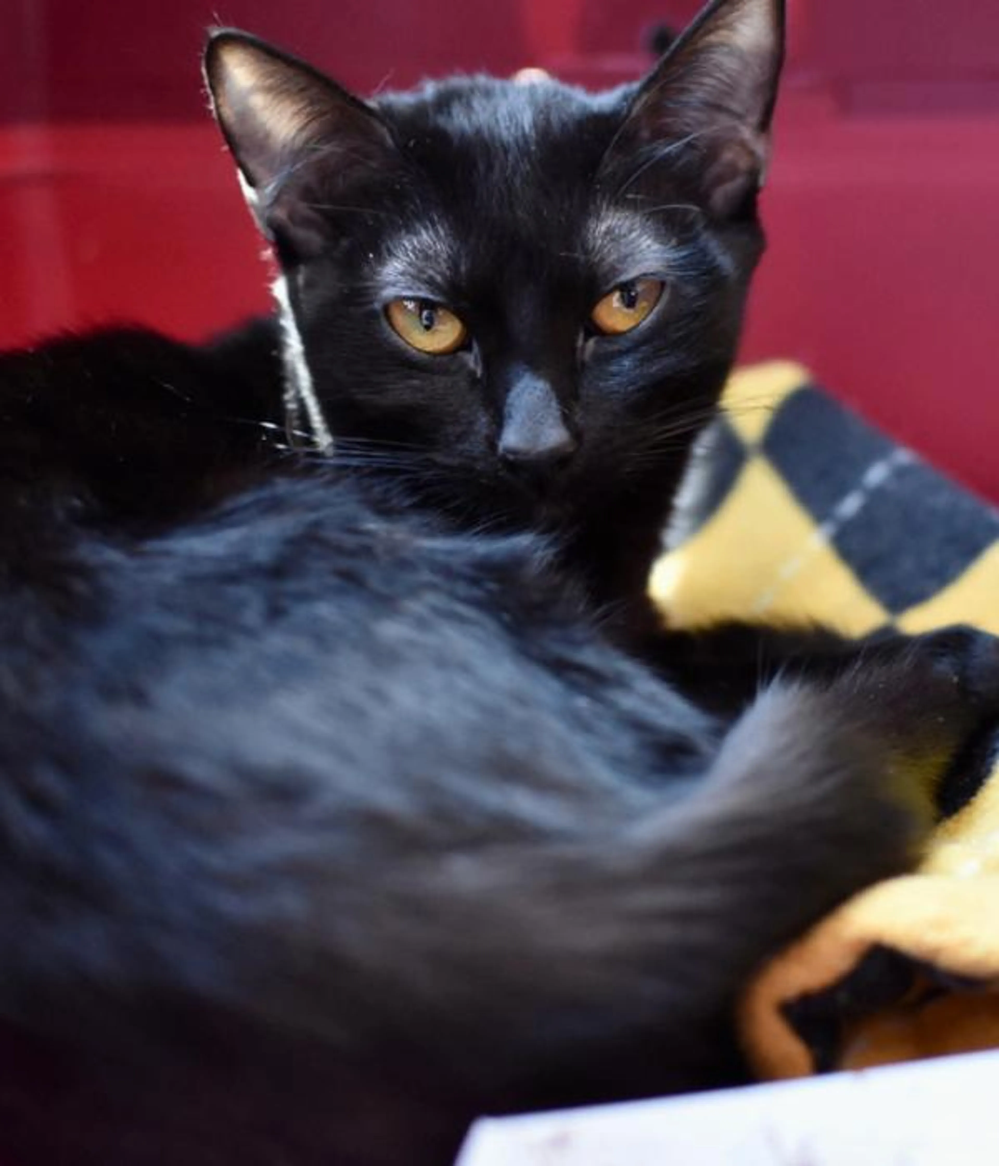Found pet-2