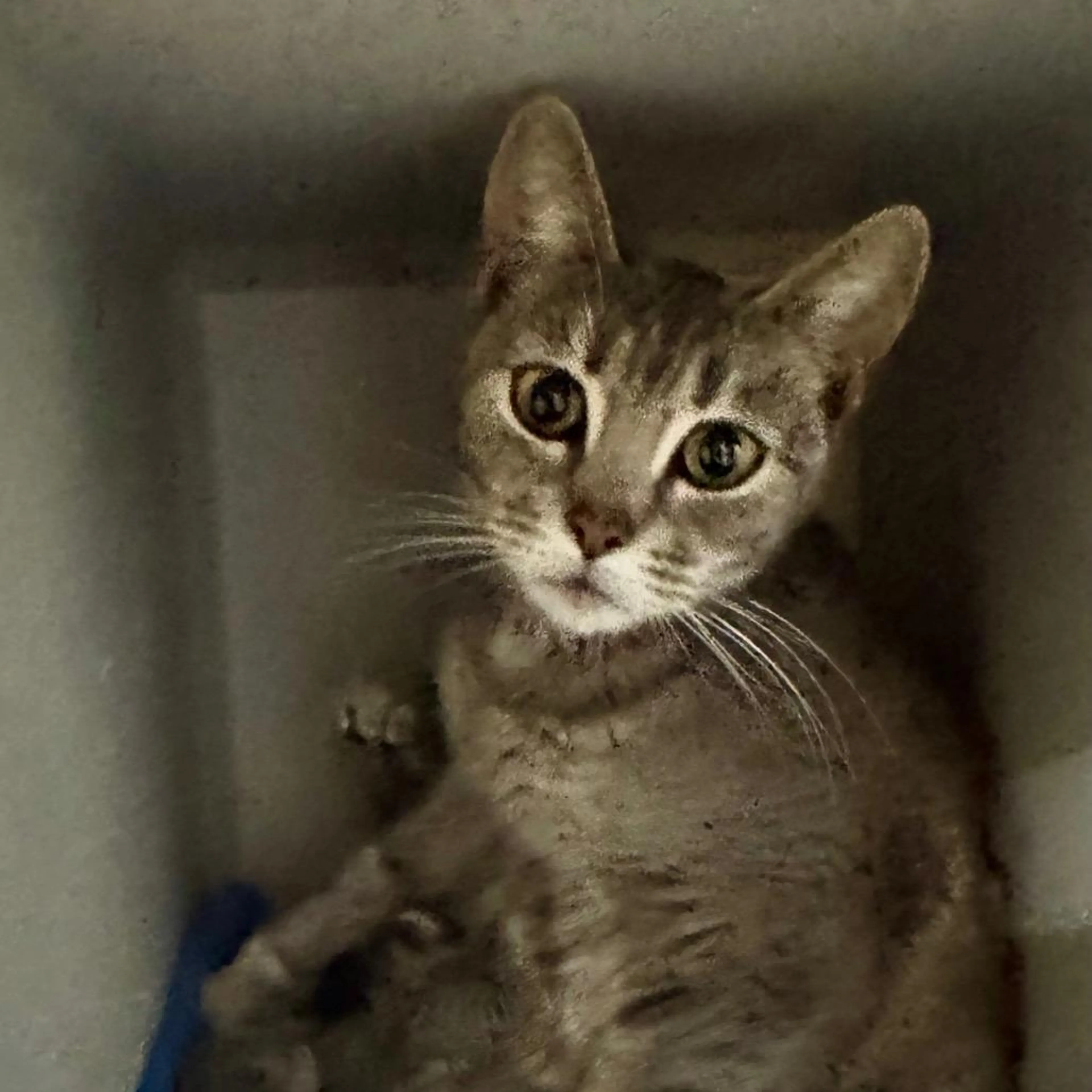 Found pet-2