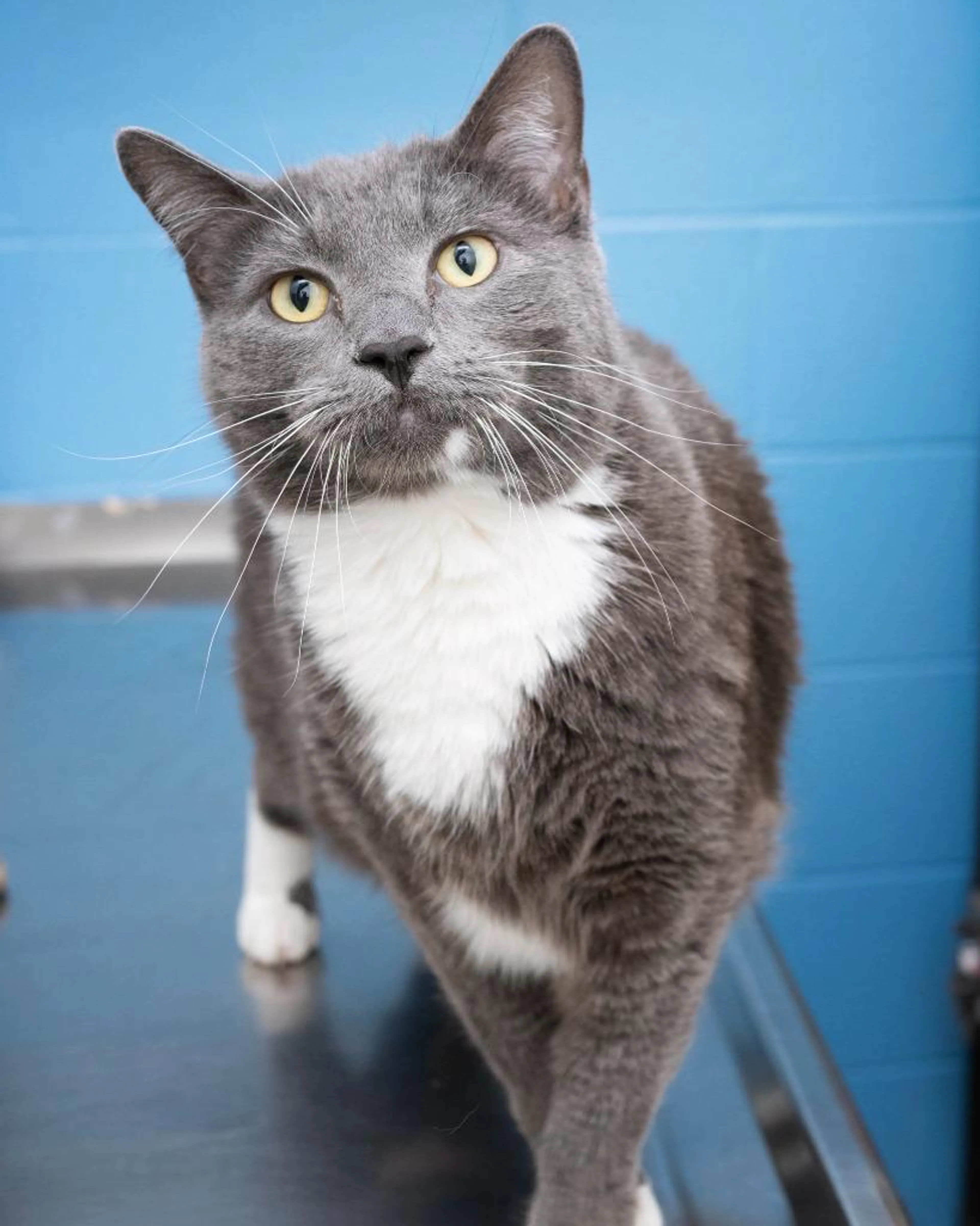 Found pet-1