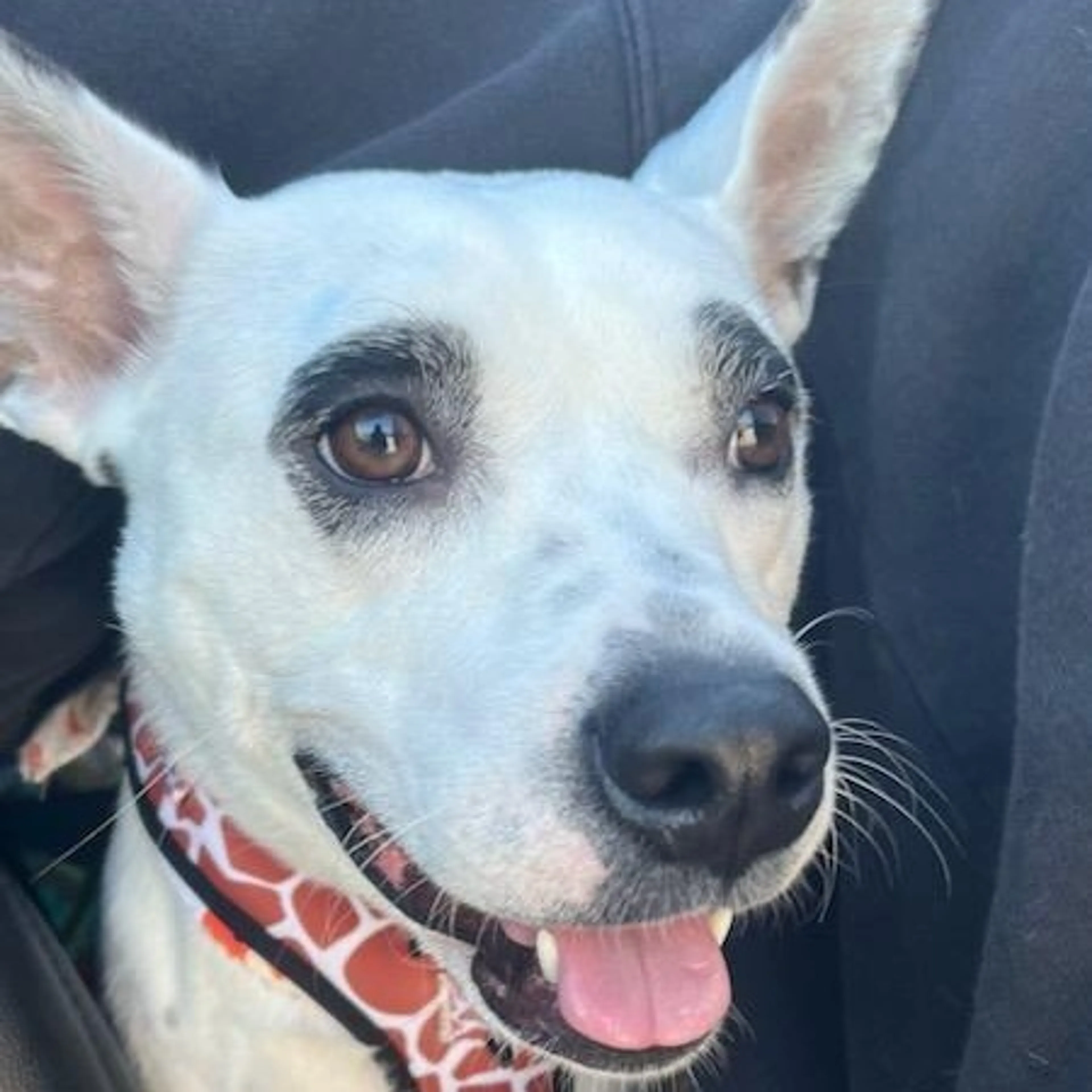 Found pet-2