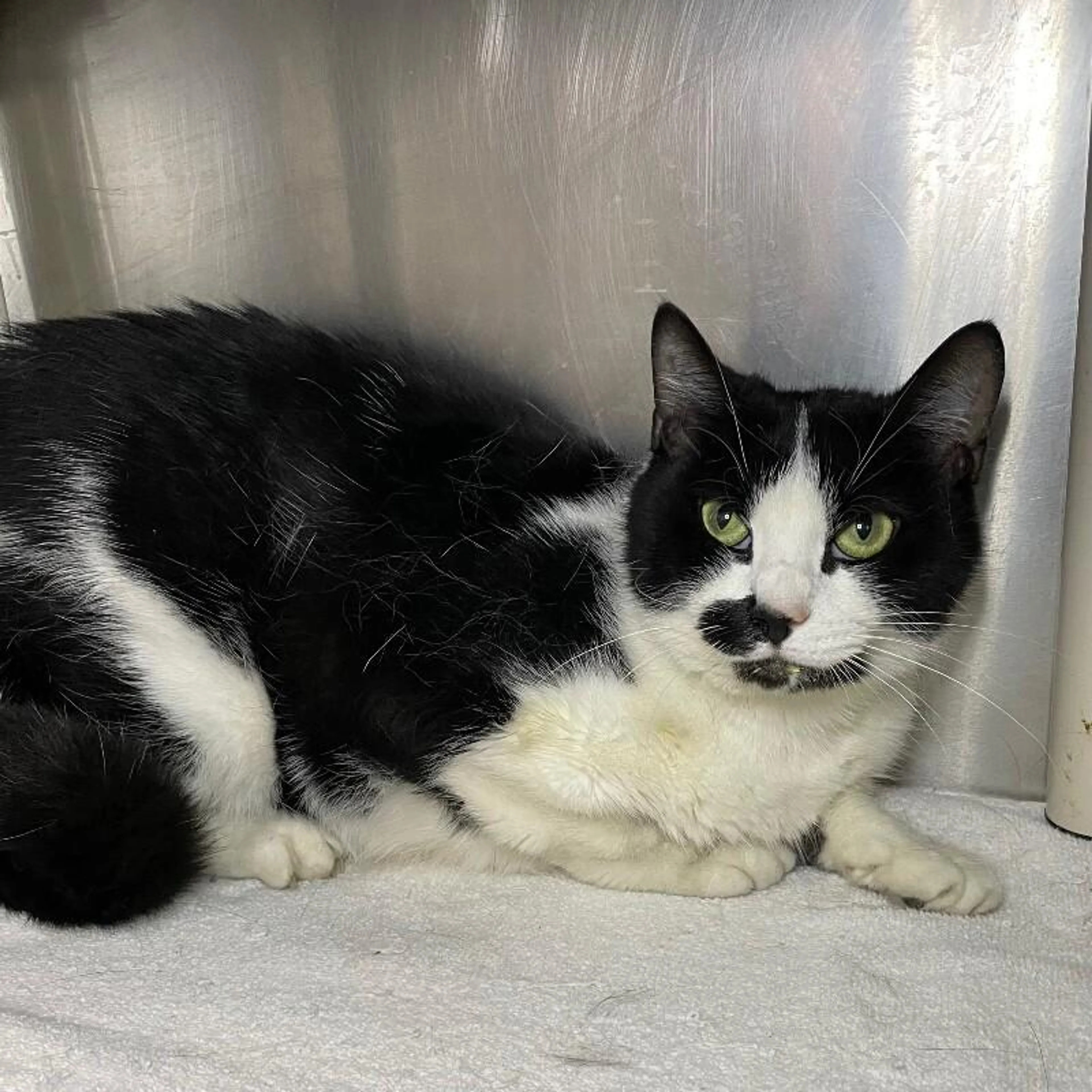 Found pet
