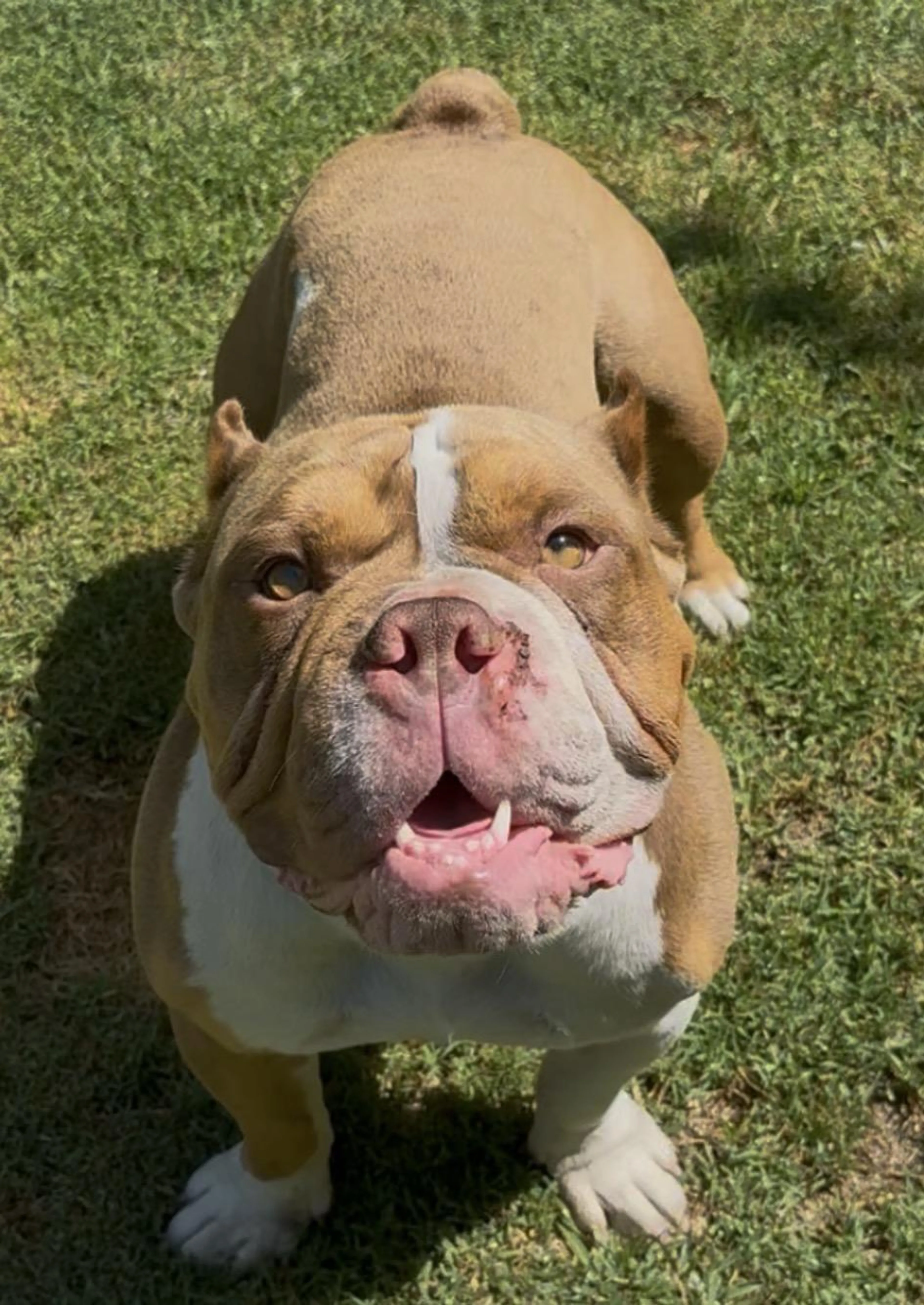 Found pet-3