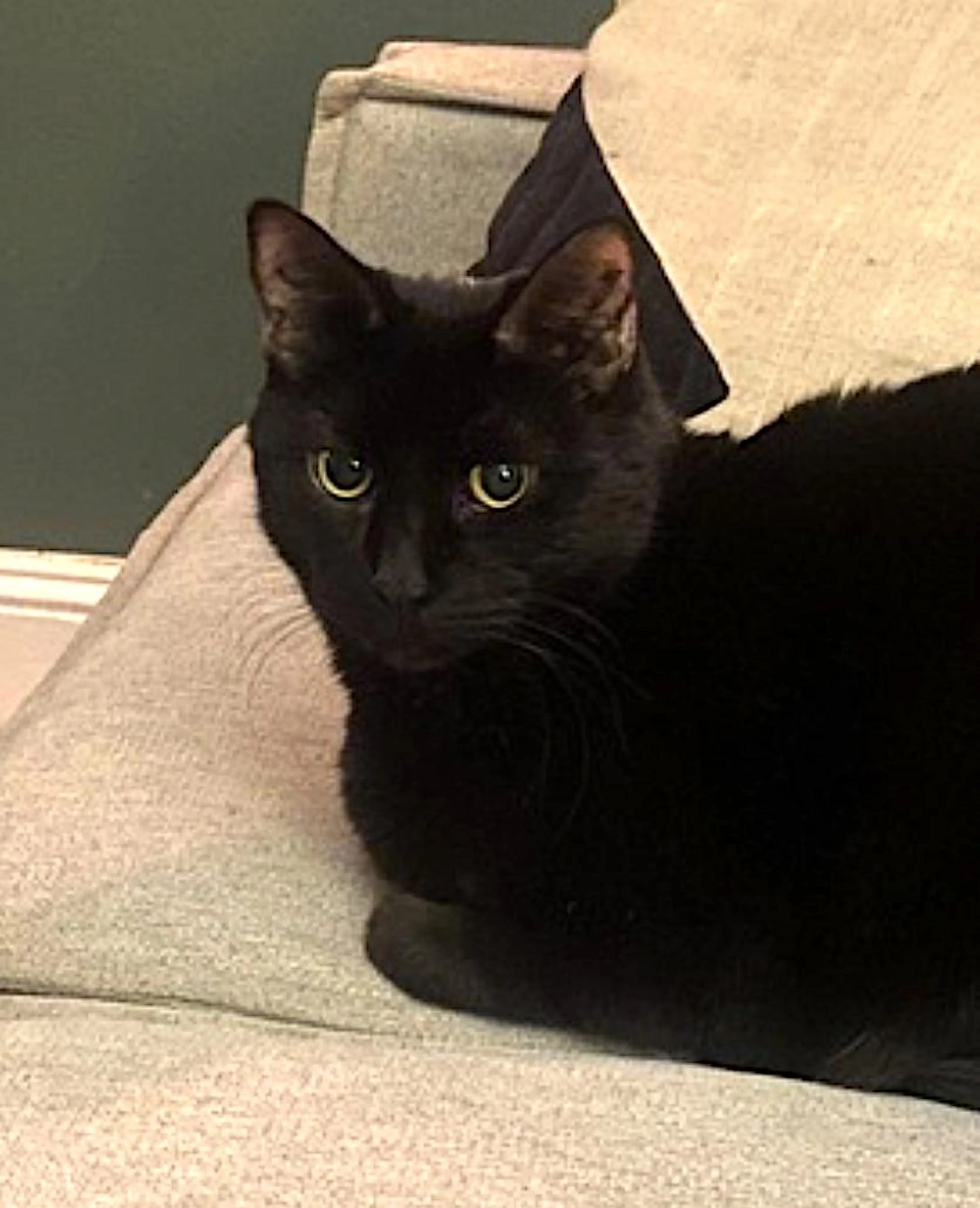 Found pet-3