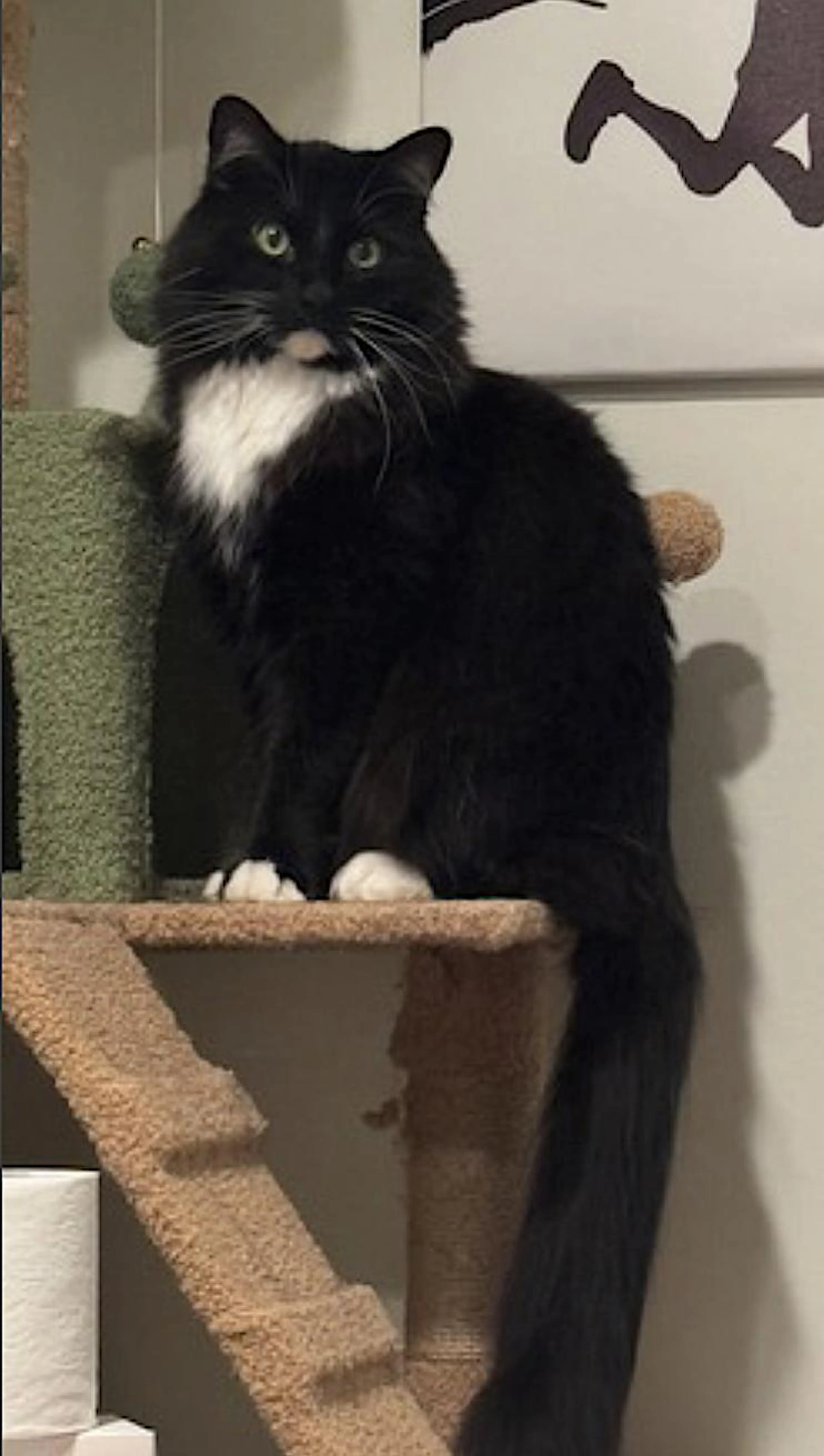 Found pet-0