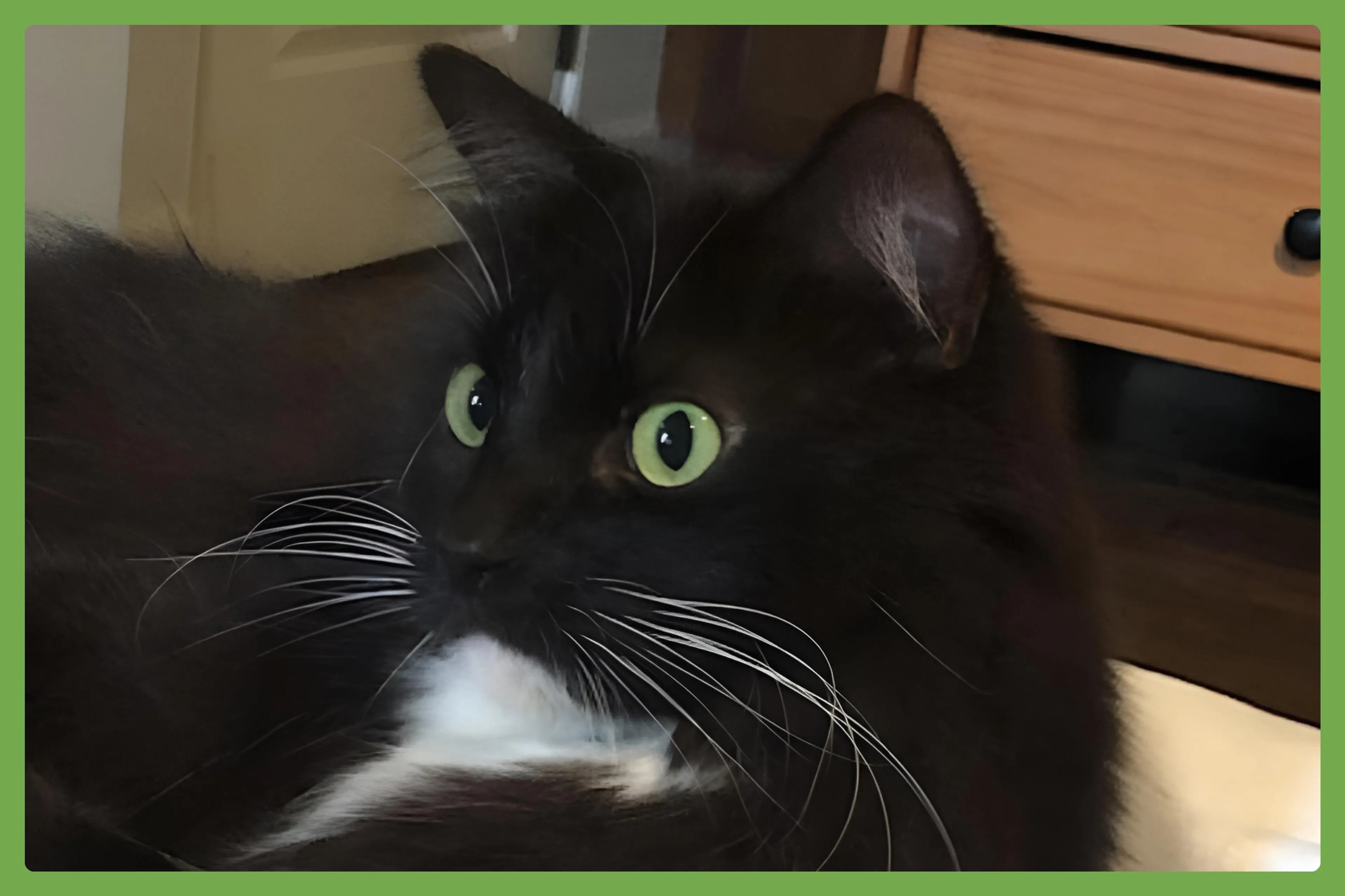 Found pet-1