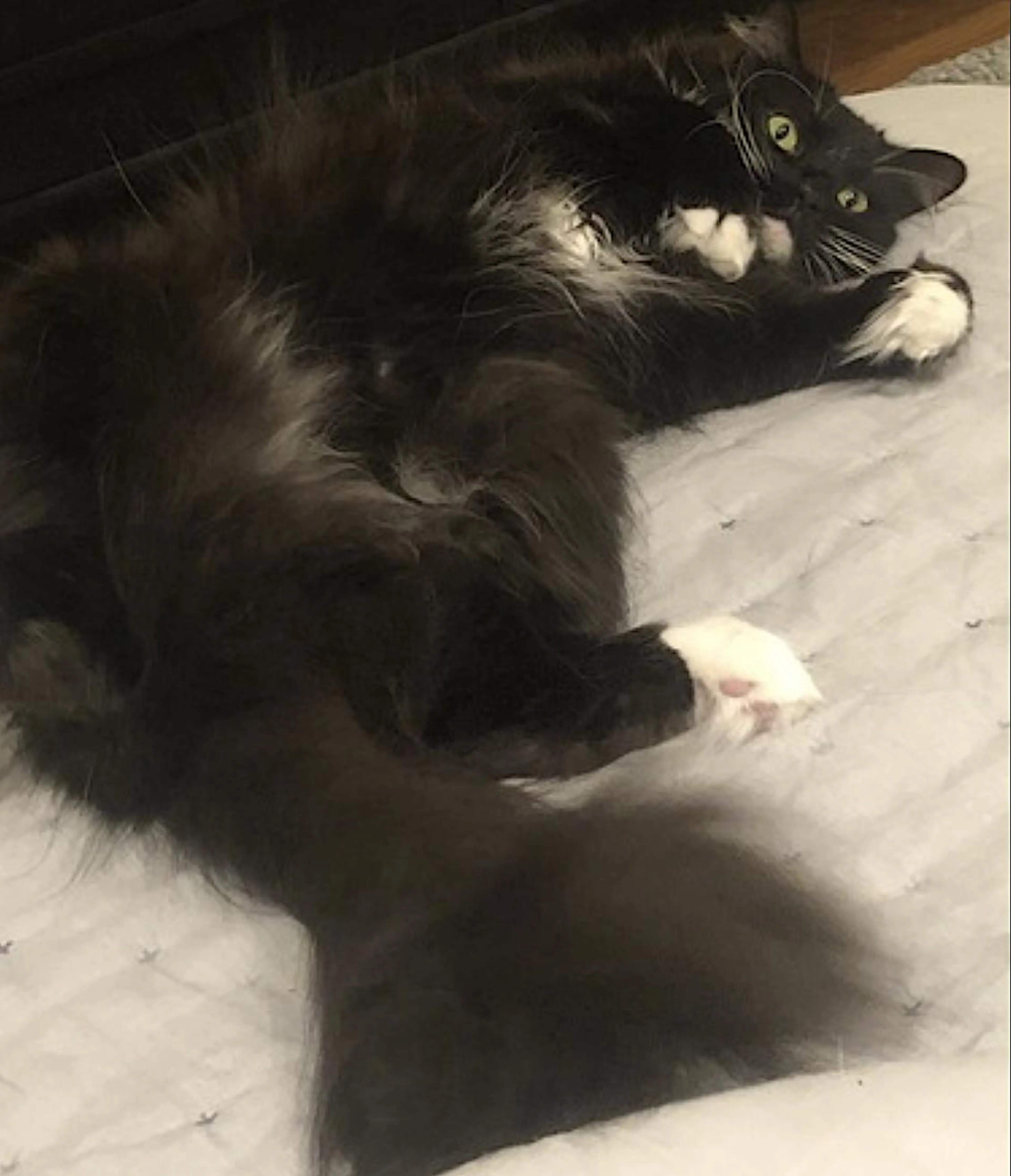 Found pet-3