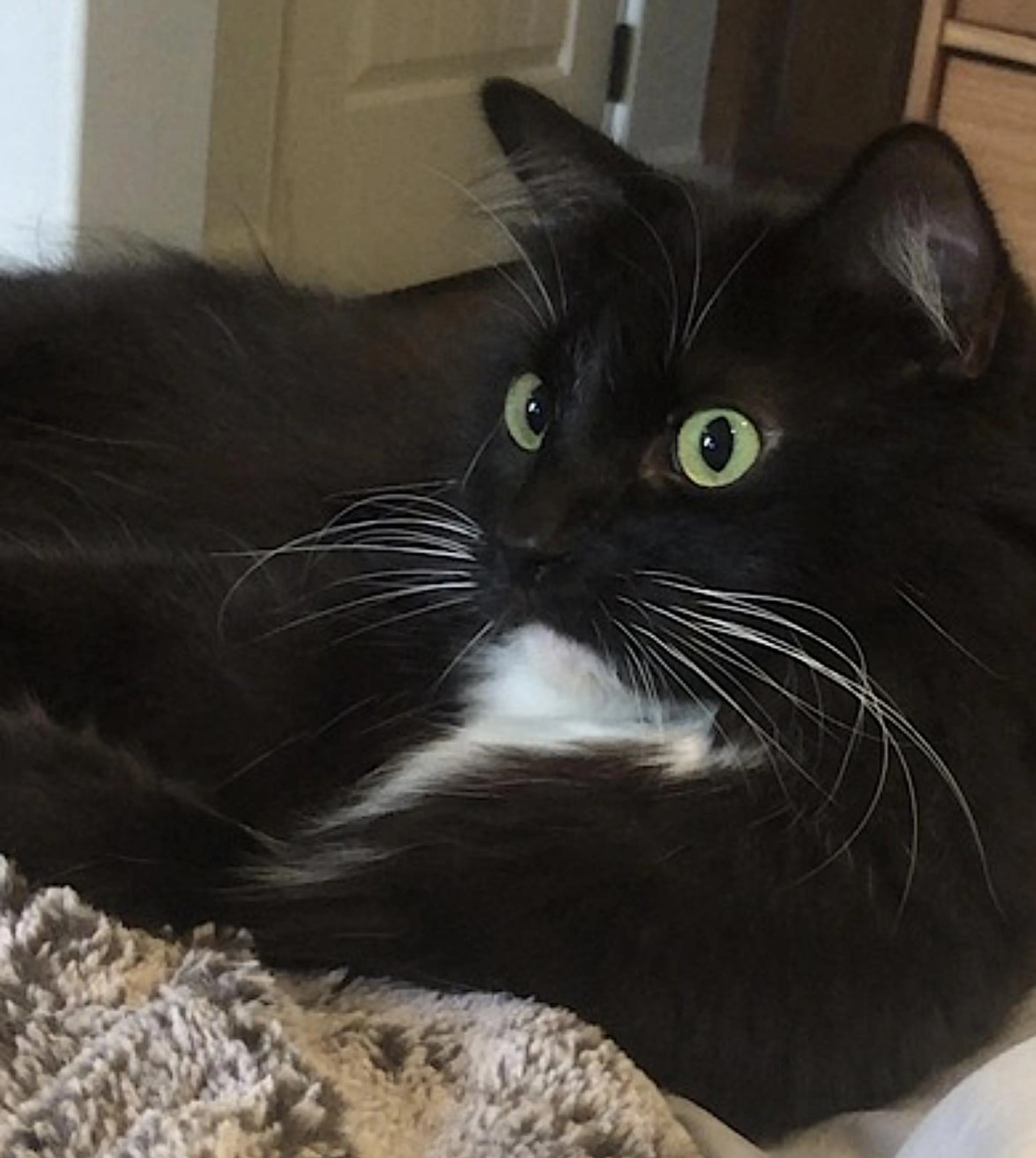 Found pet-2