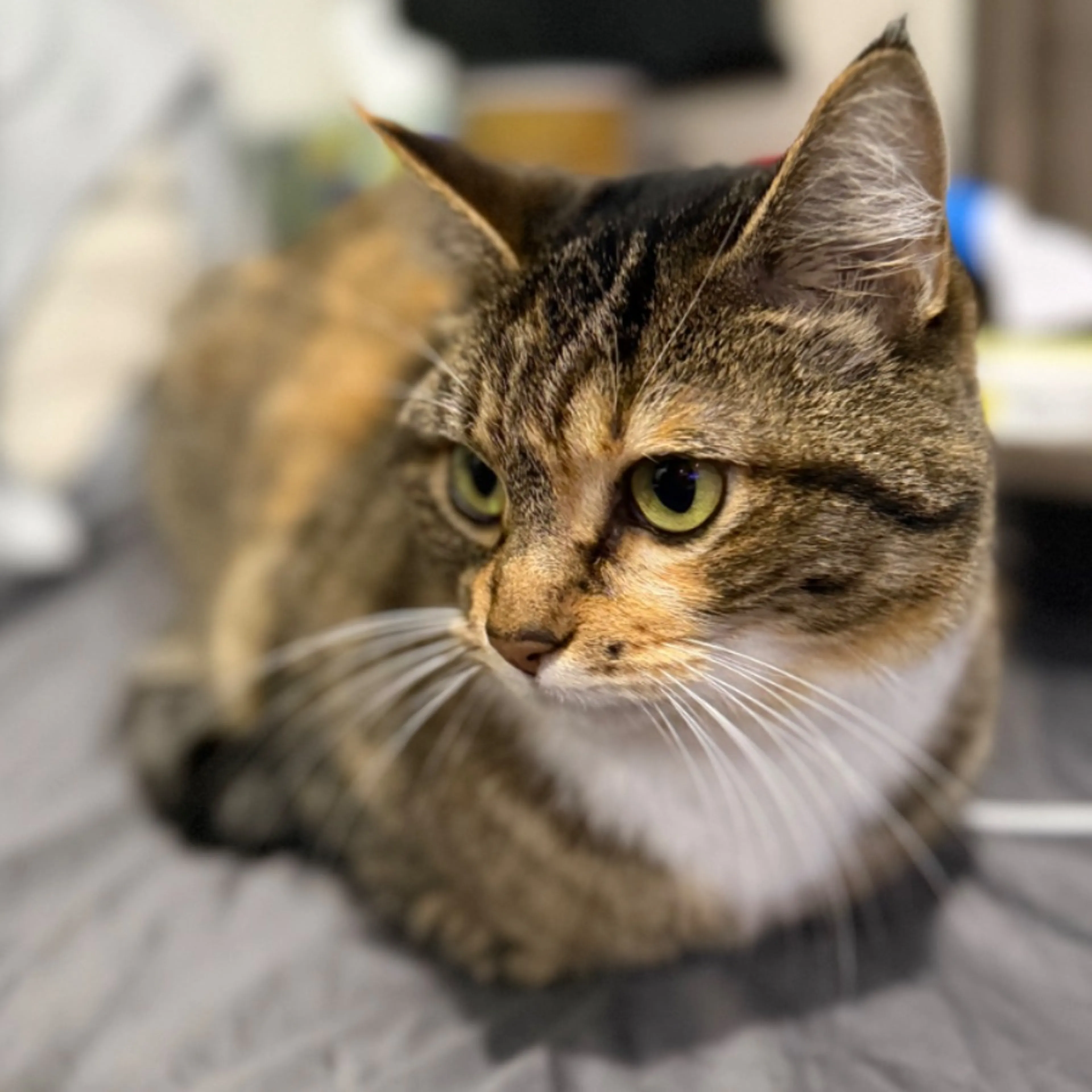 Lost pet
