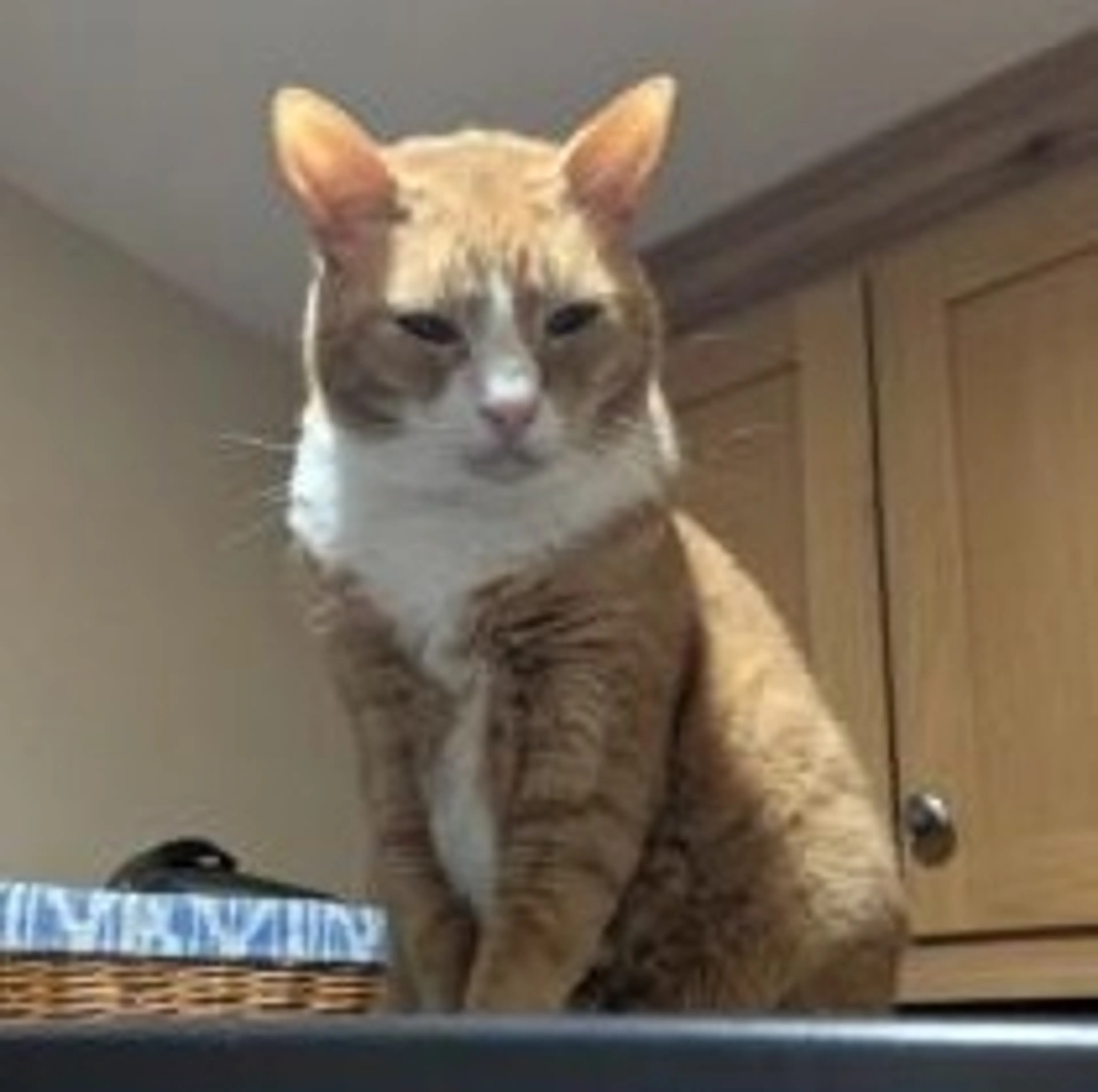 Found pet-1
