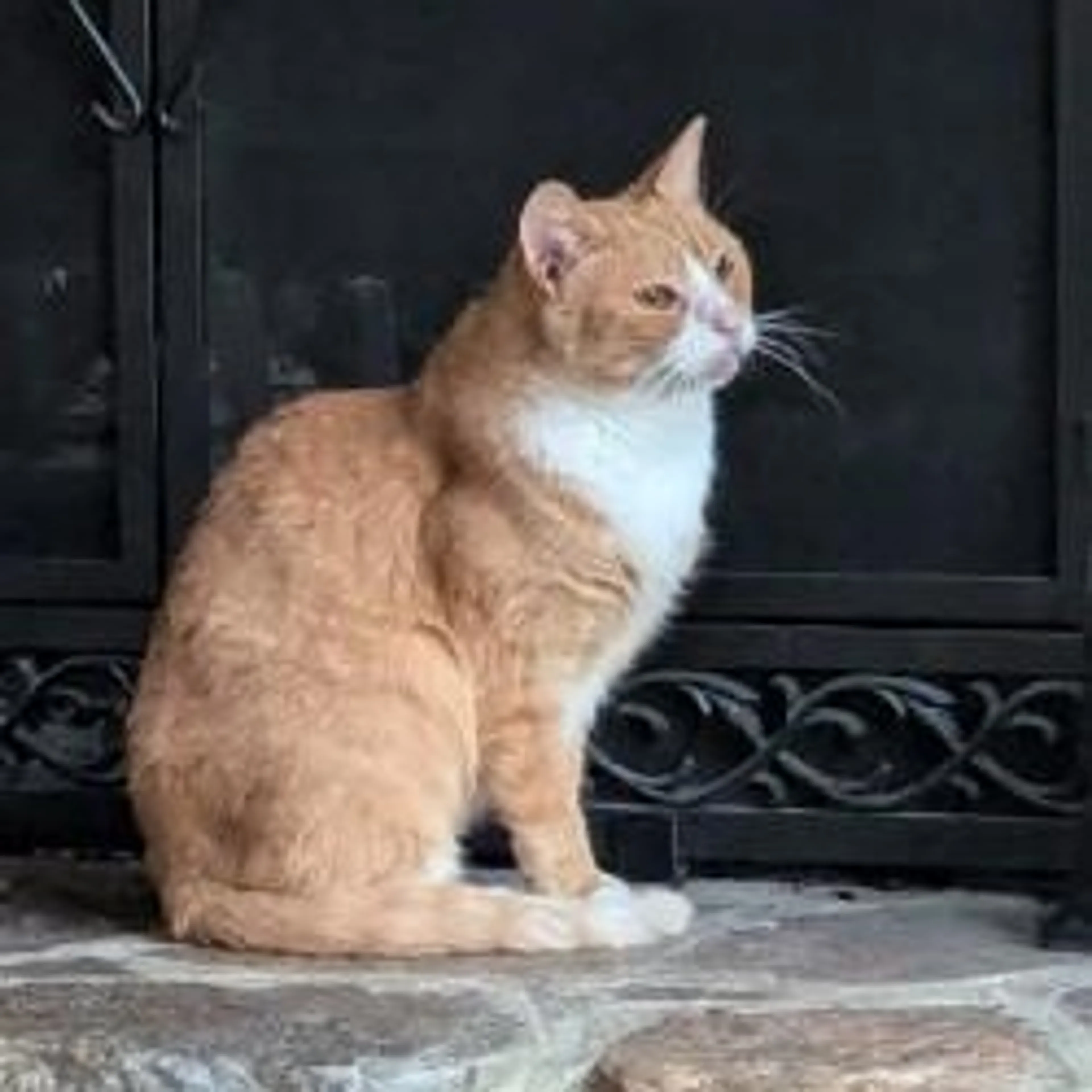 Found pet-2