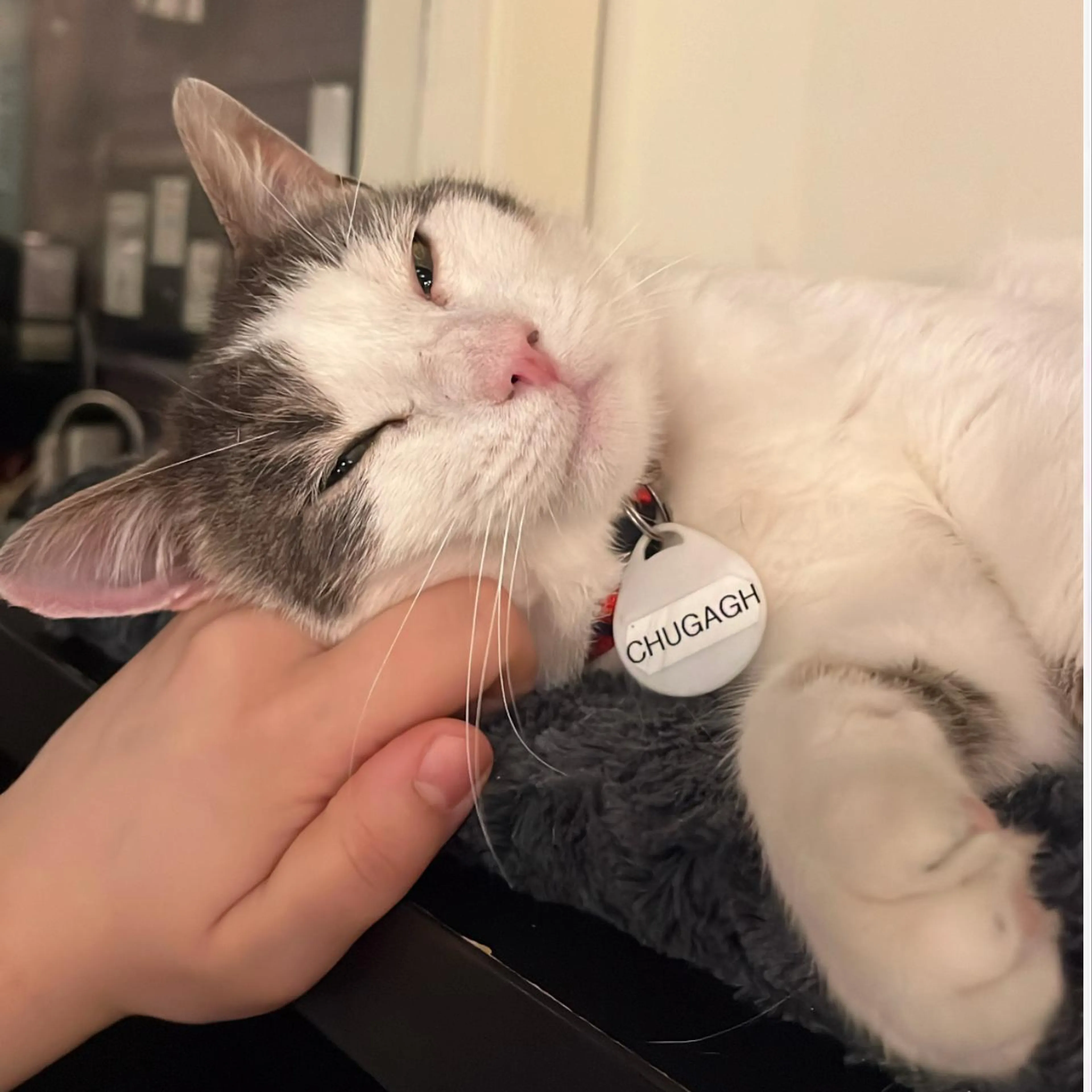 Found pet-0