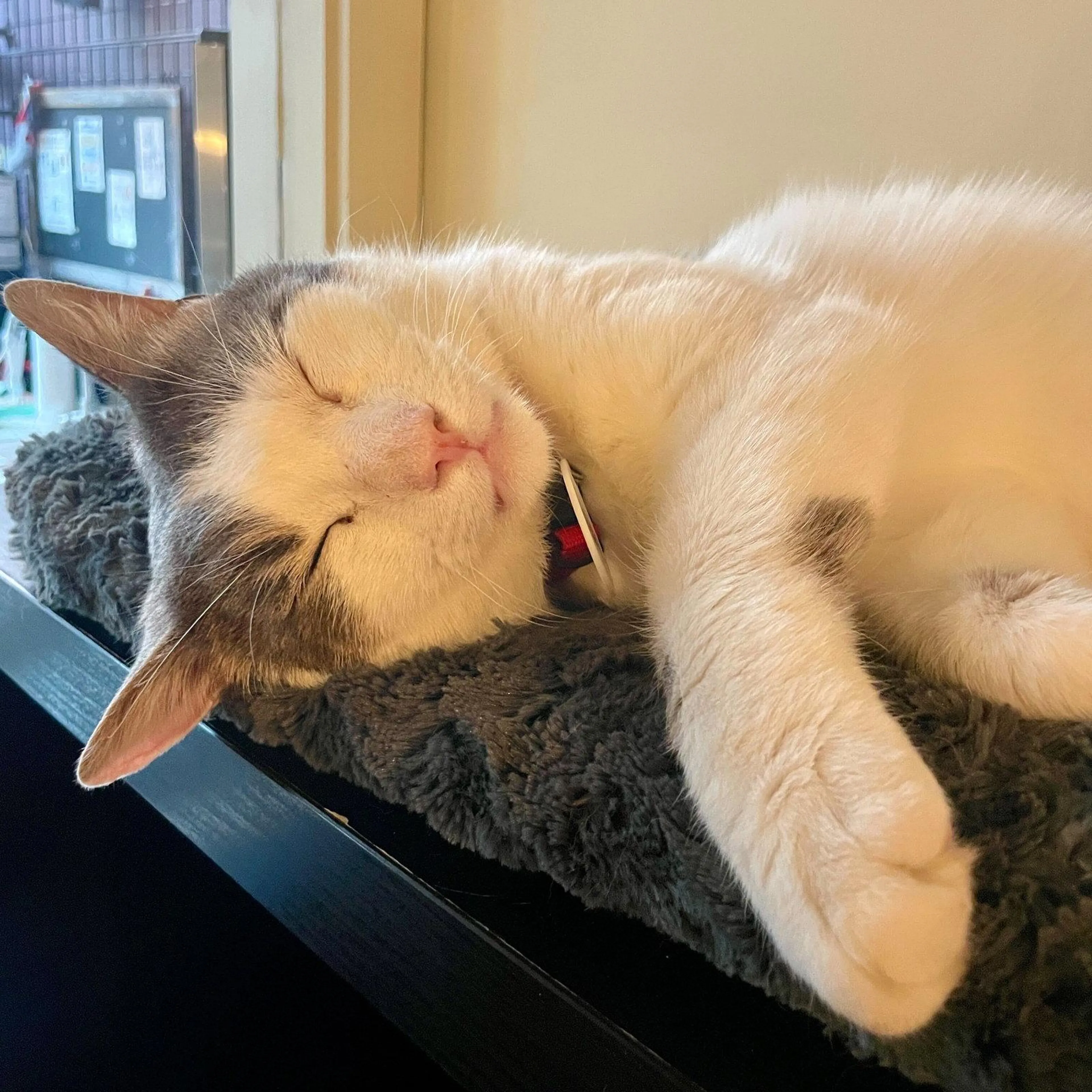 Found pet-2