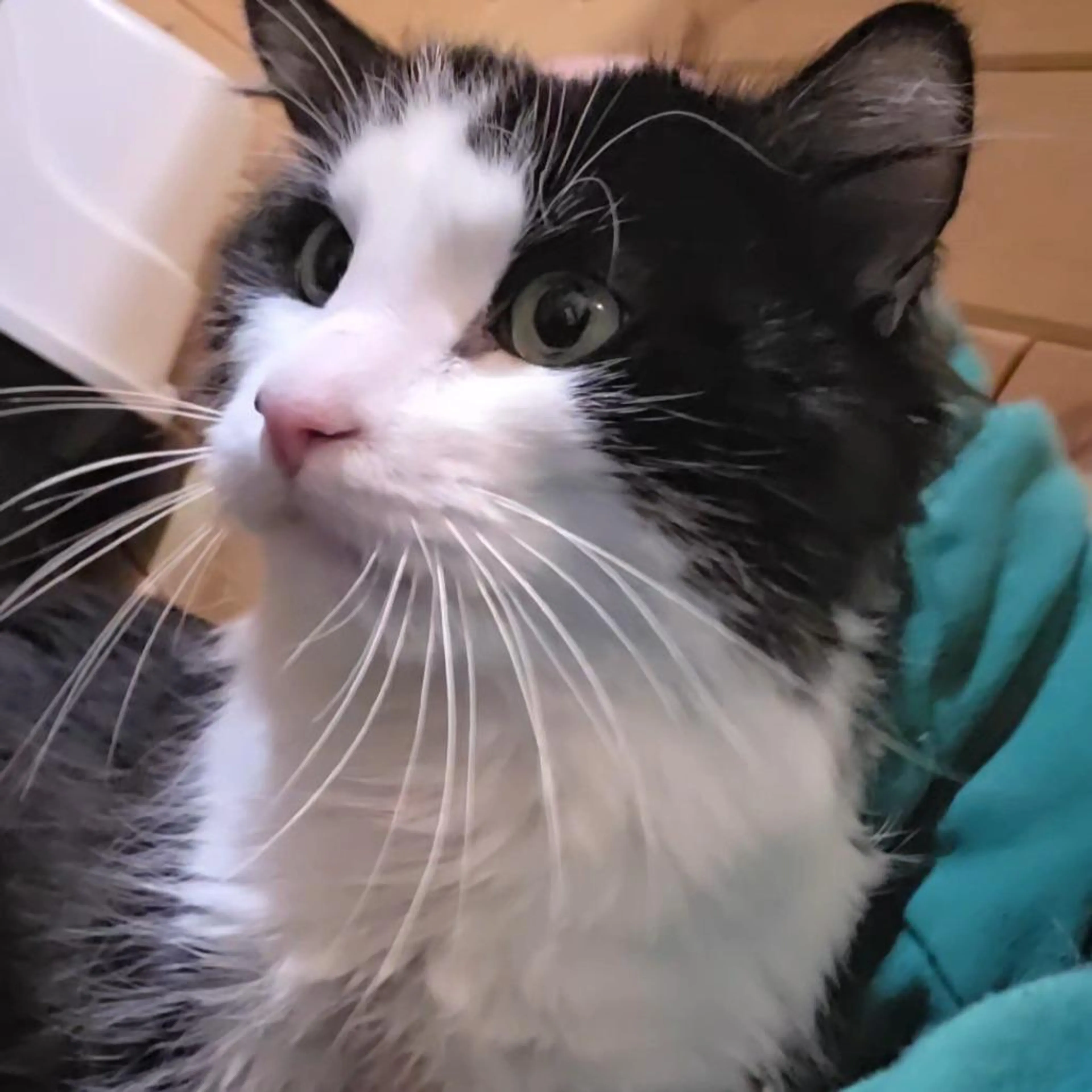 Found pet-2