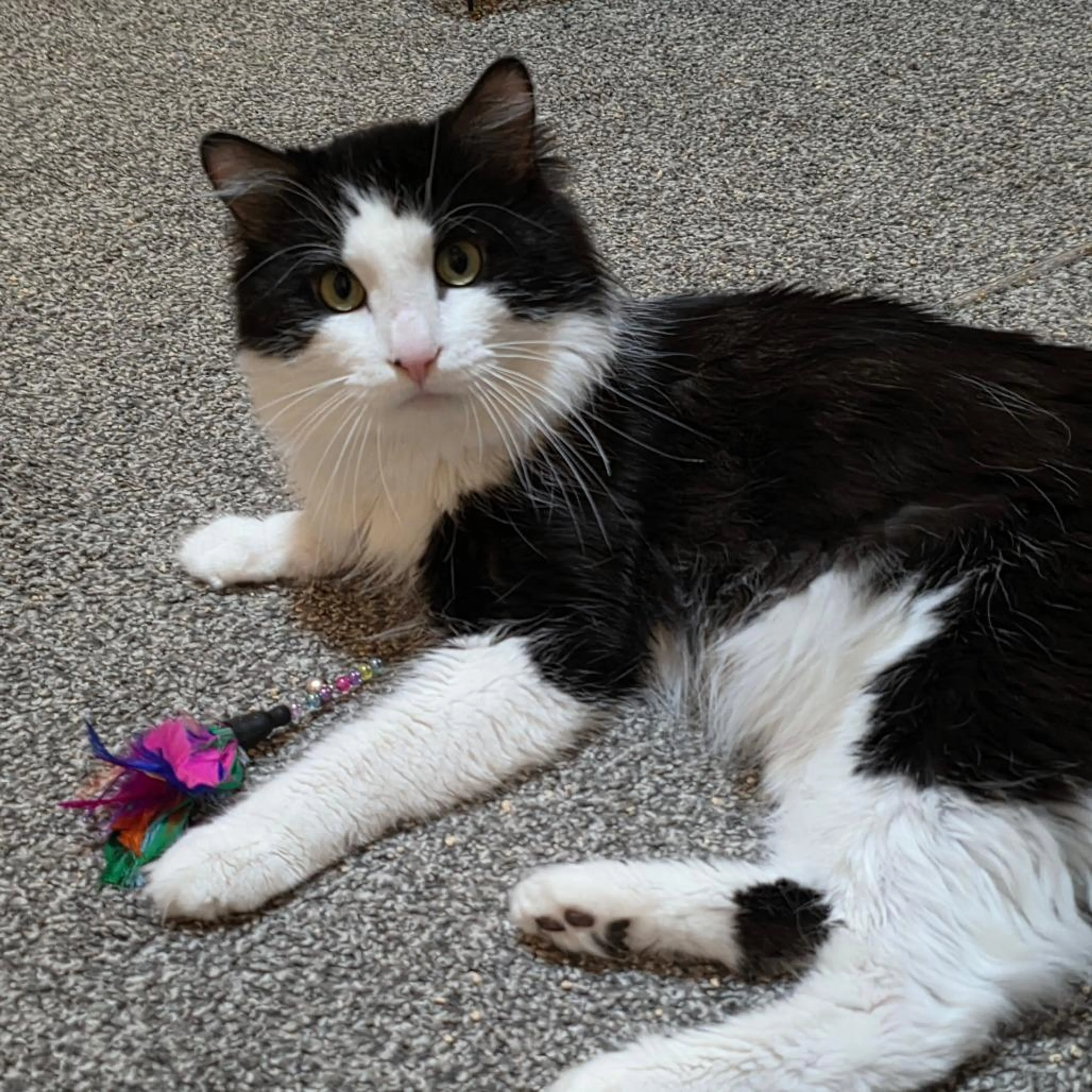 Found pet-3