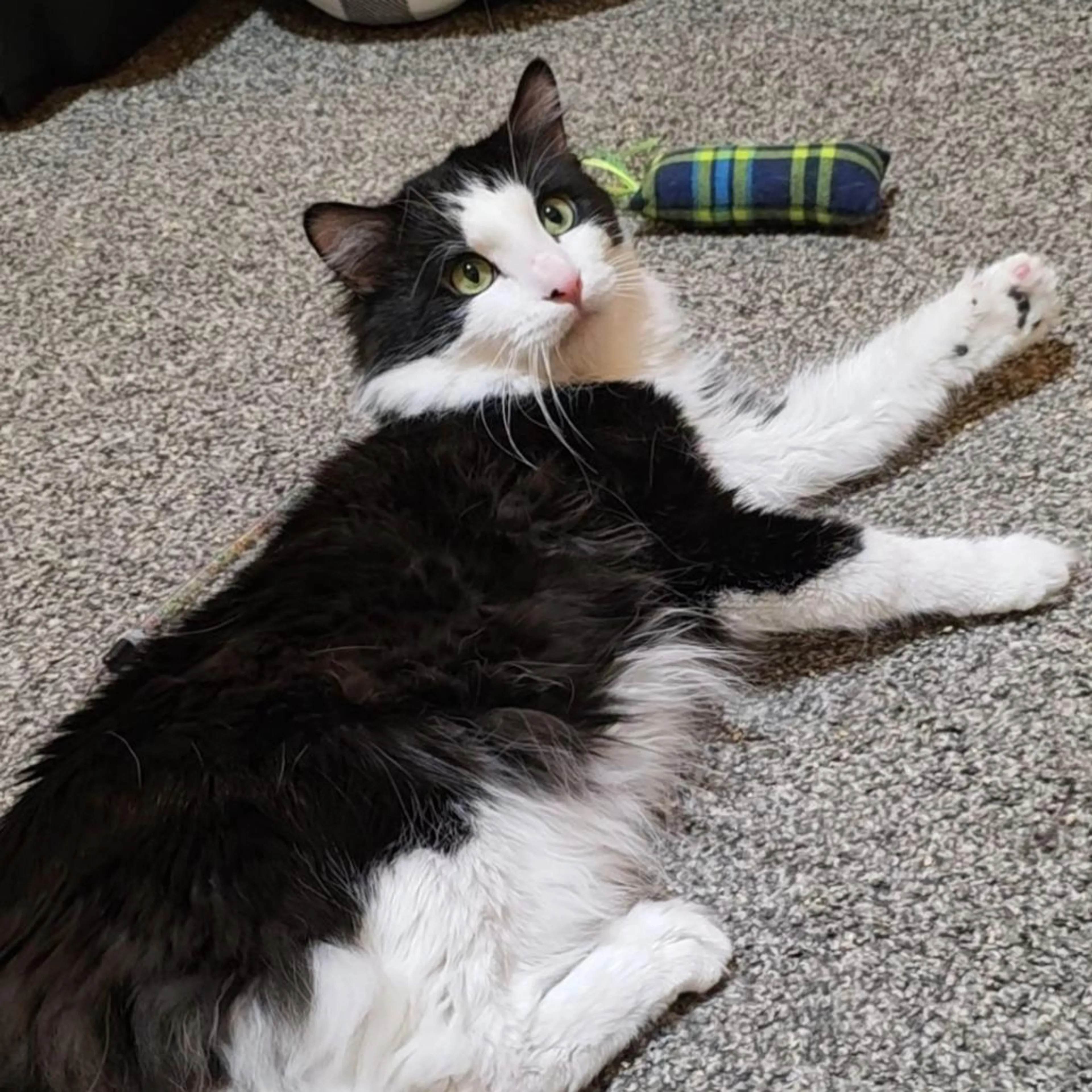 Found pet-1
