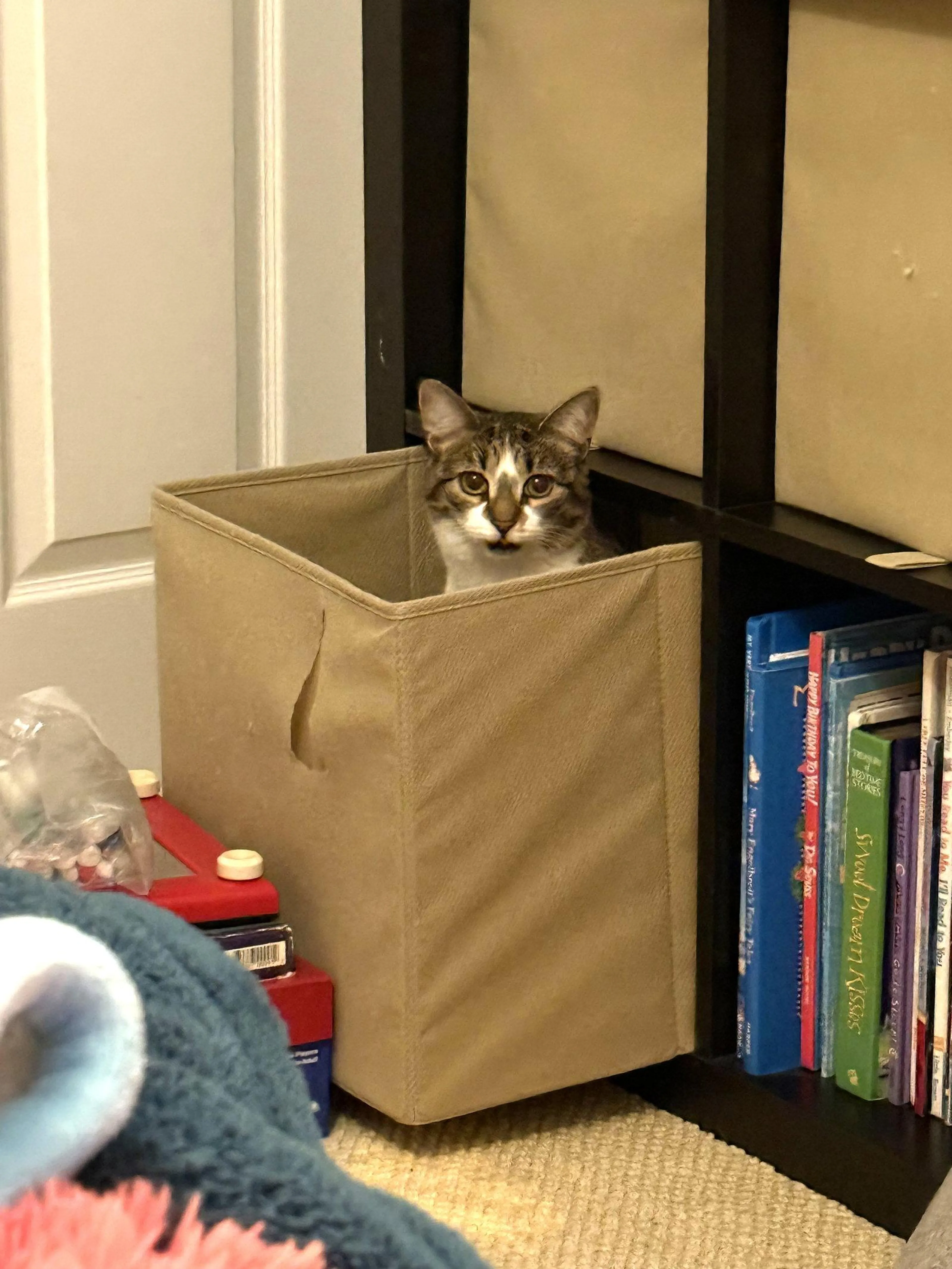 Found pet-1