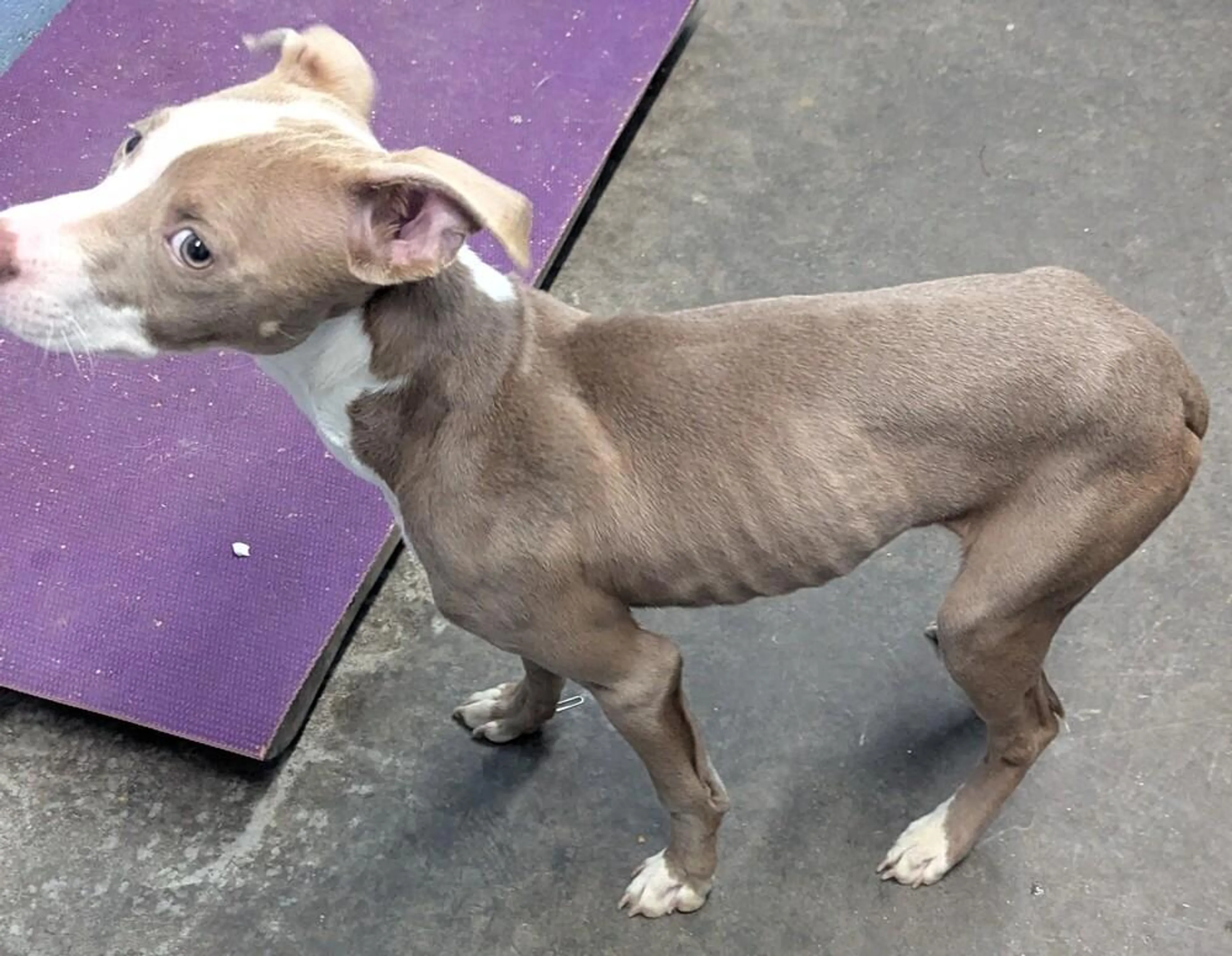 Found pet-2