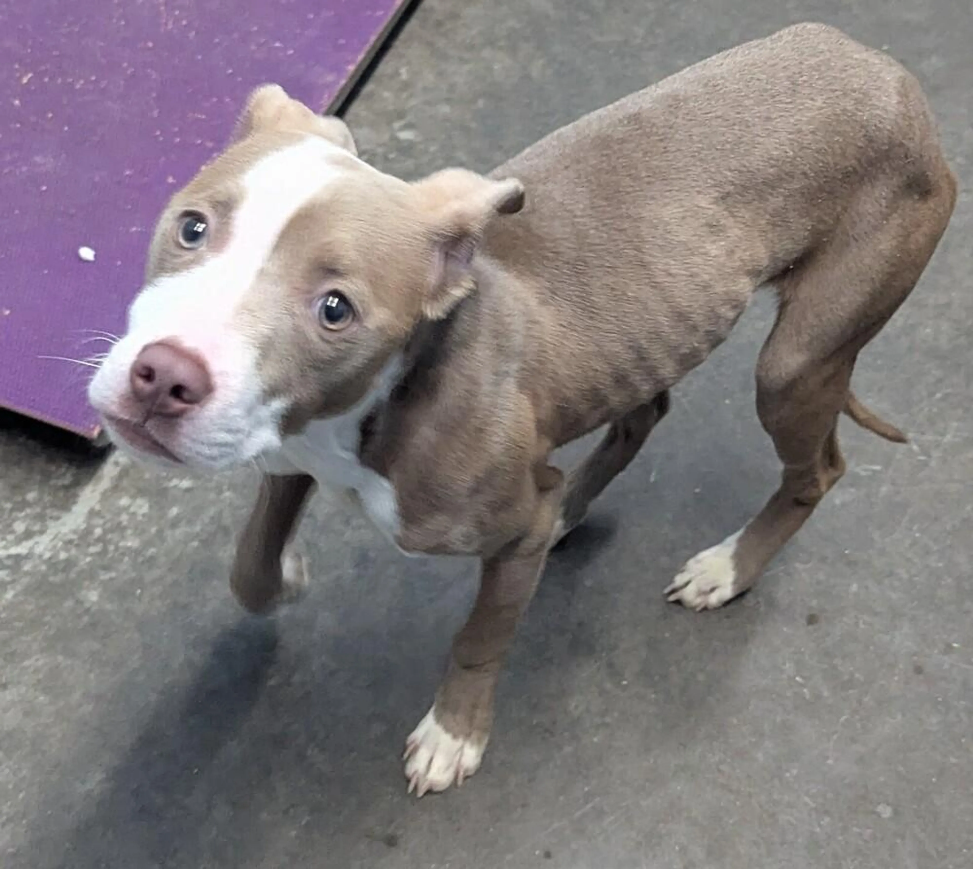 Found pet-1