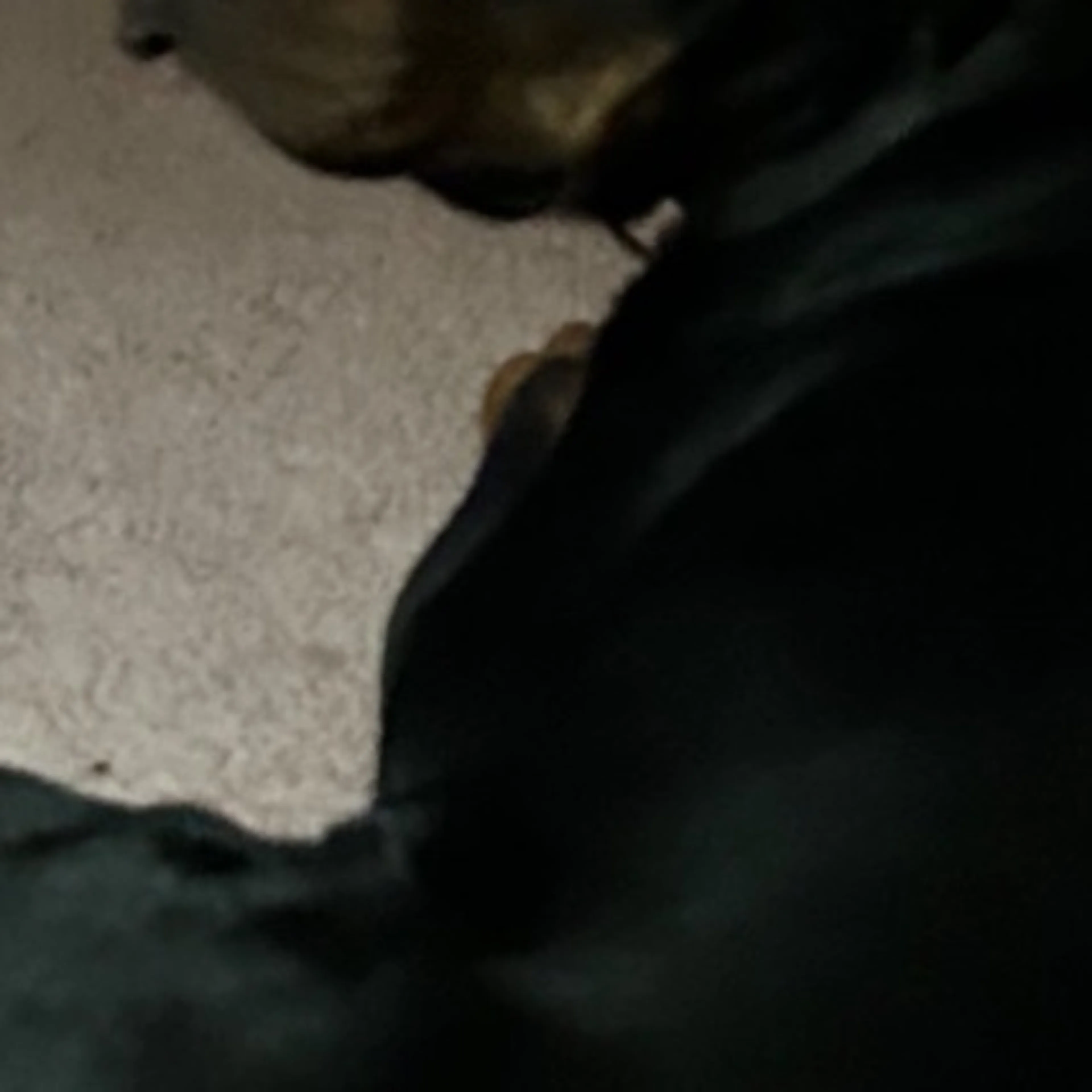 Lost pet