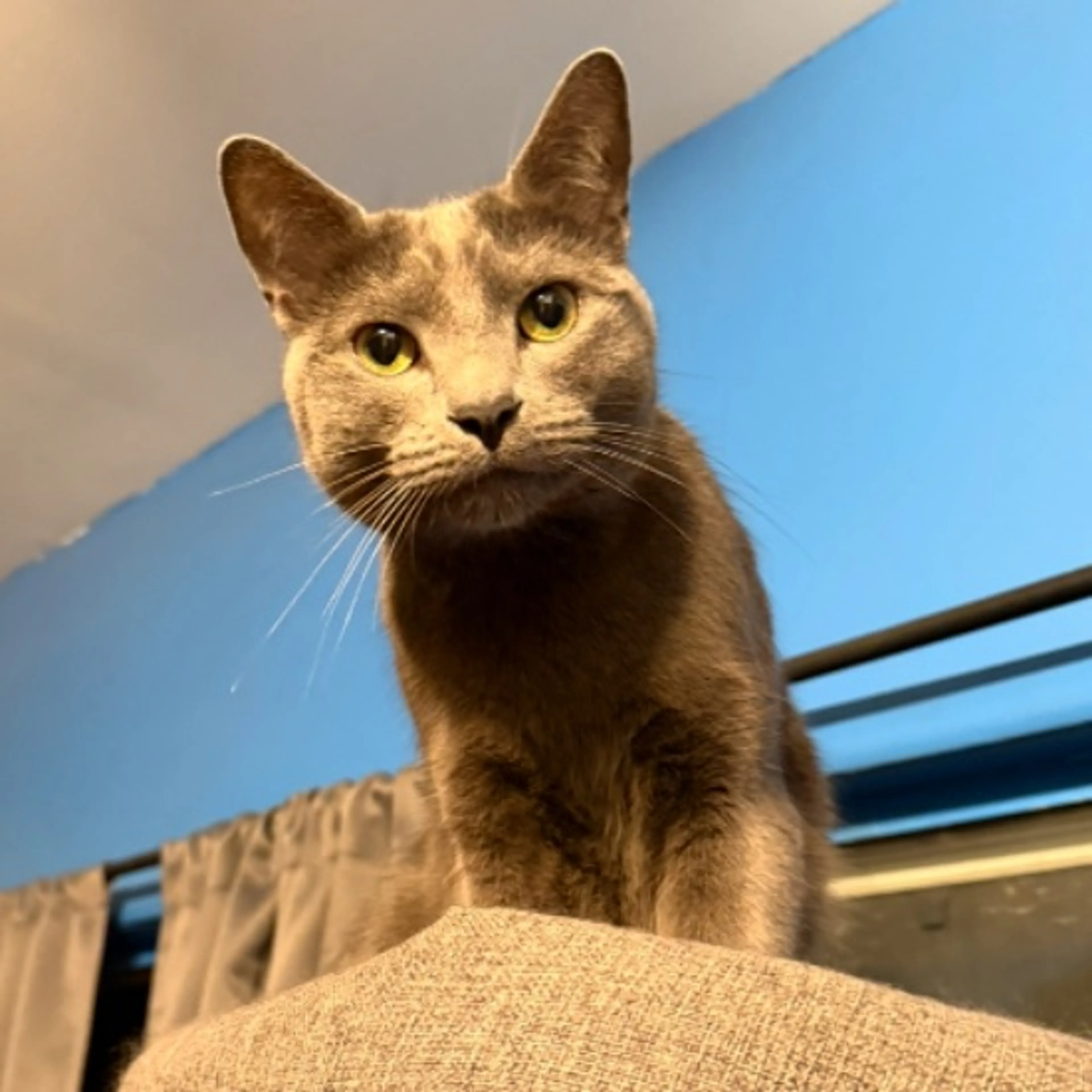 Lost pet