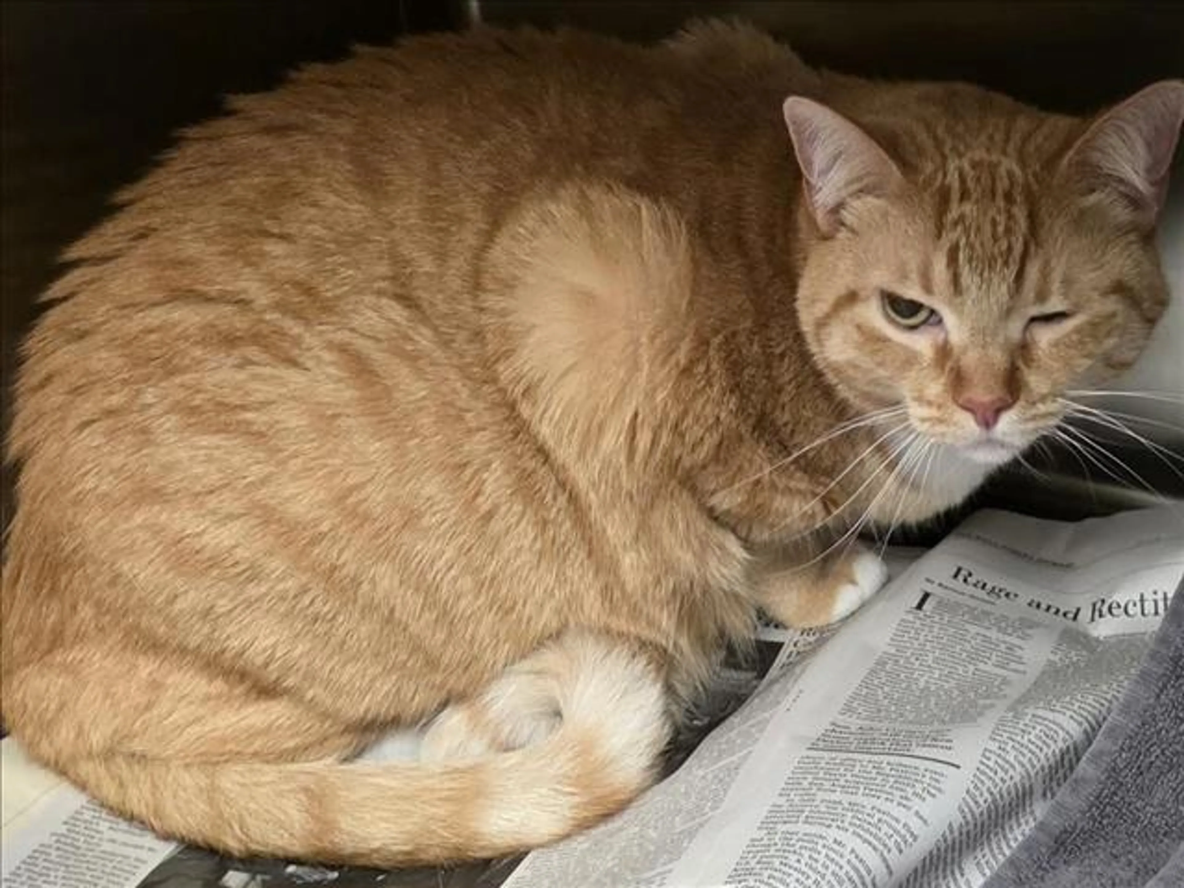 Found pet