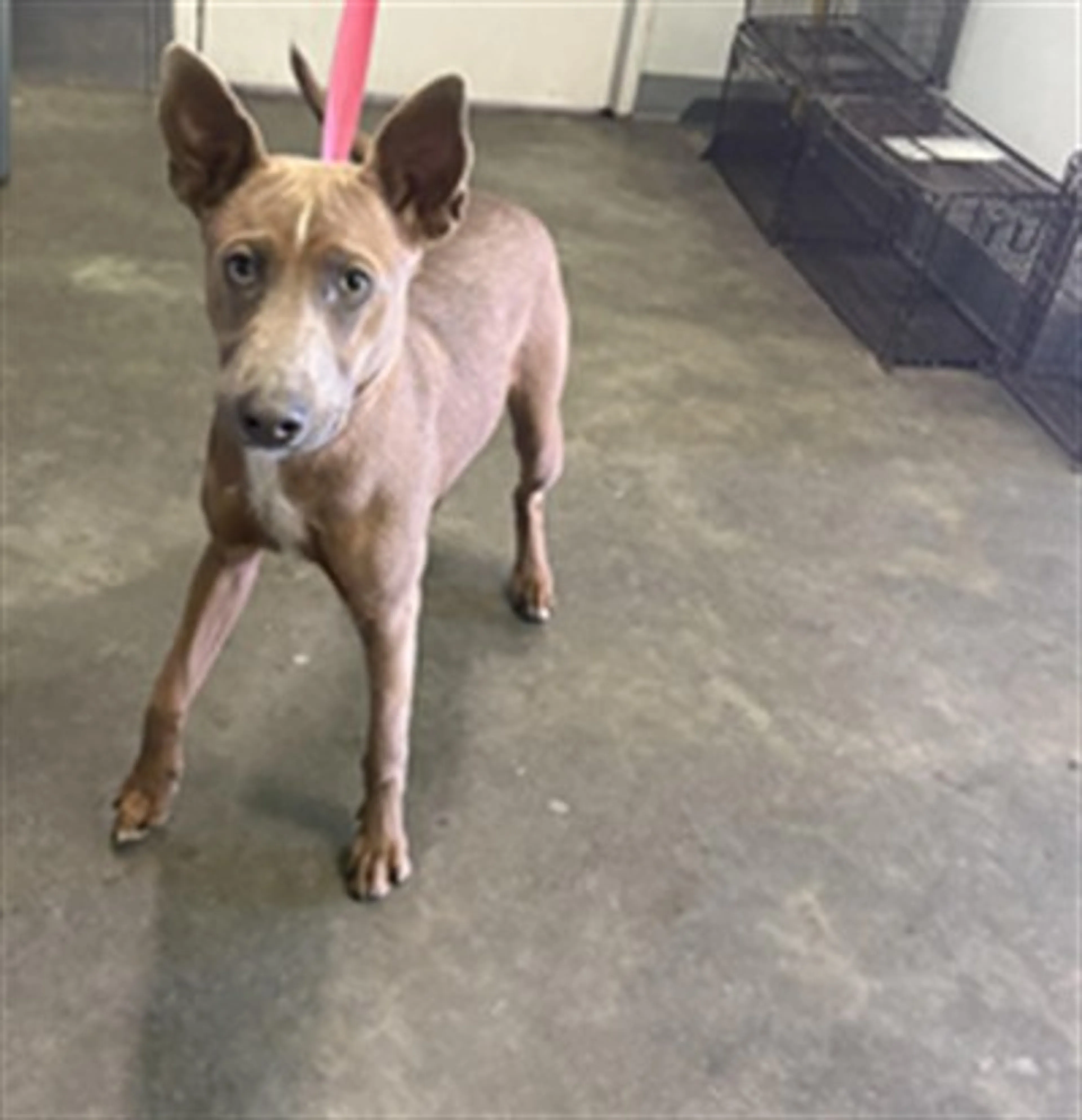 Found pet