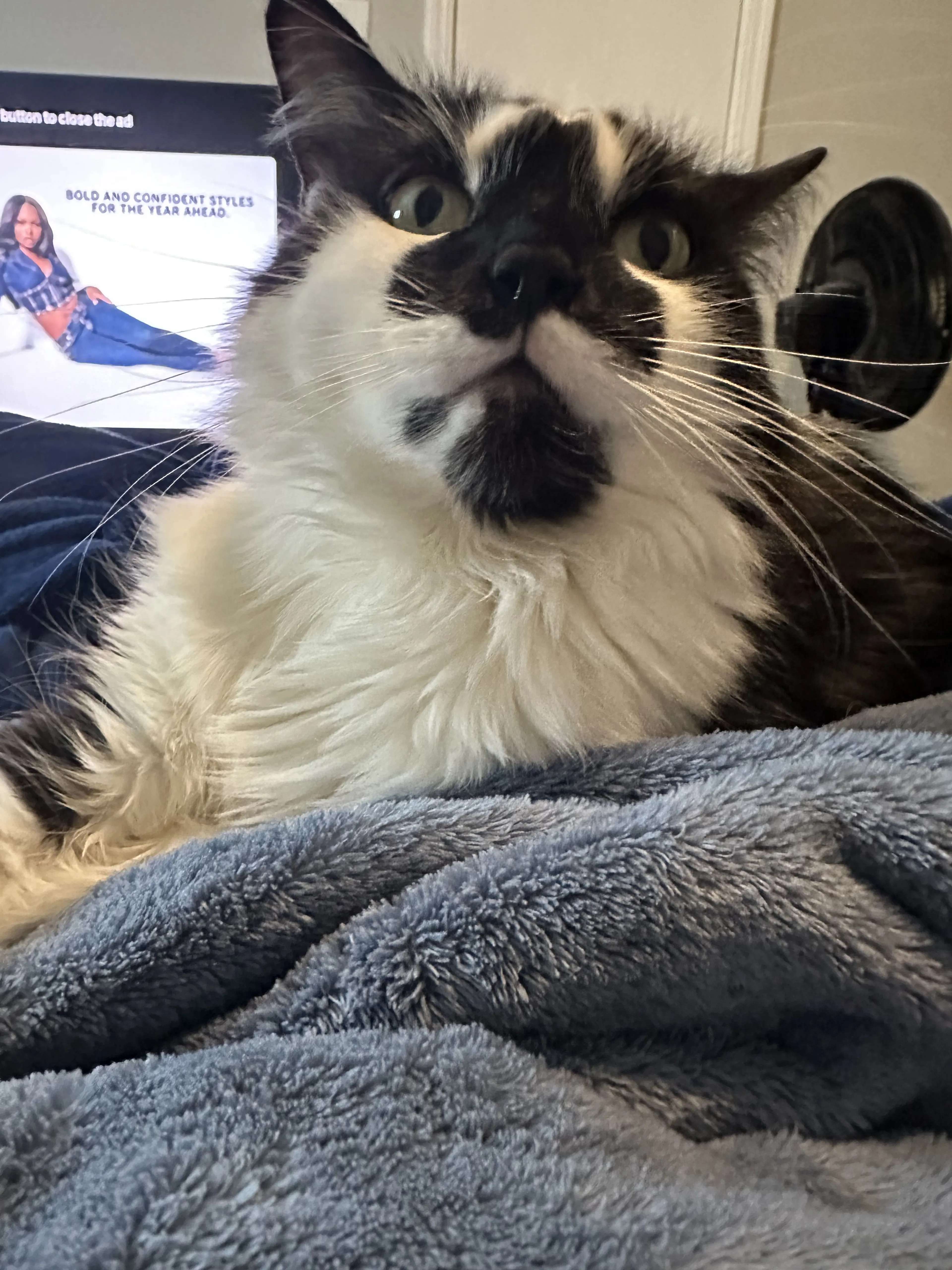 Lost pet-2