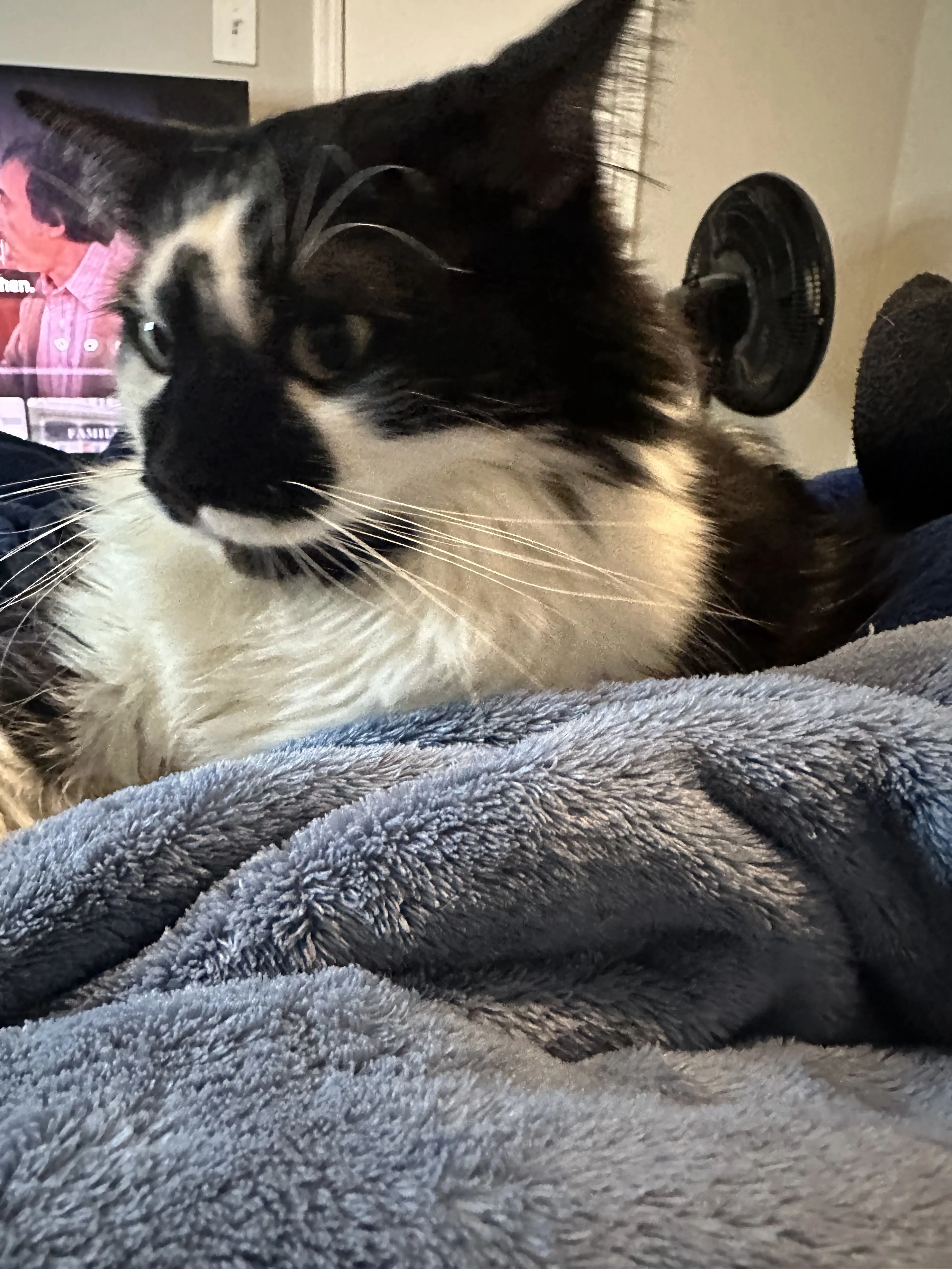 Lost pet-1