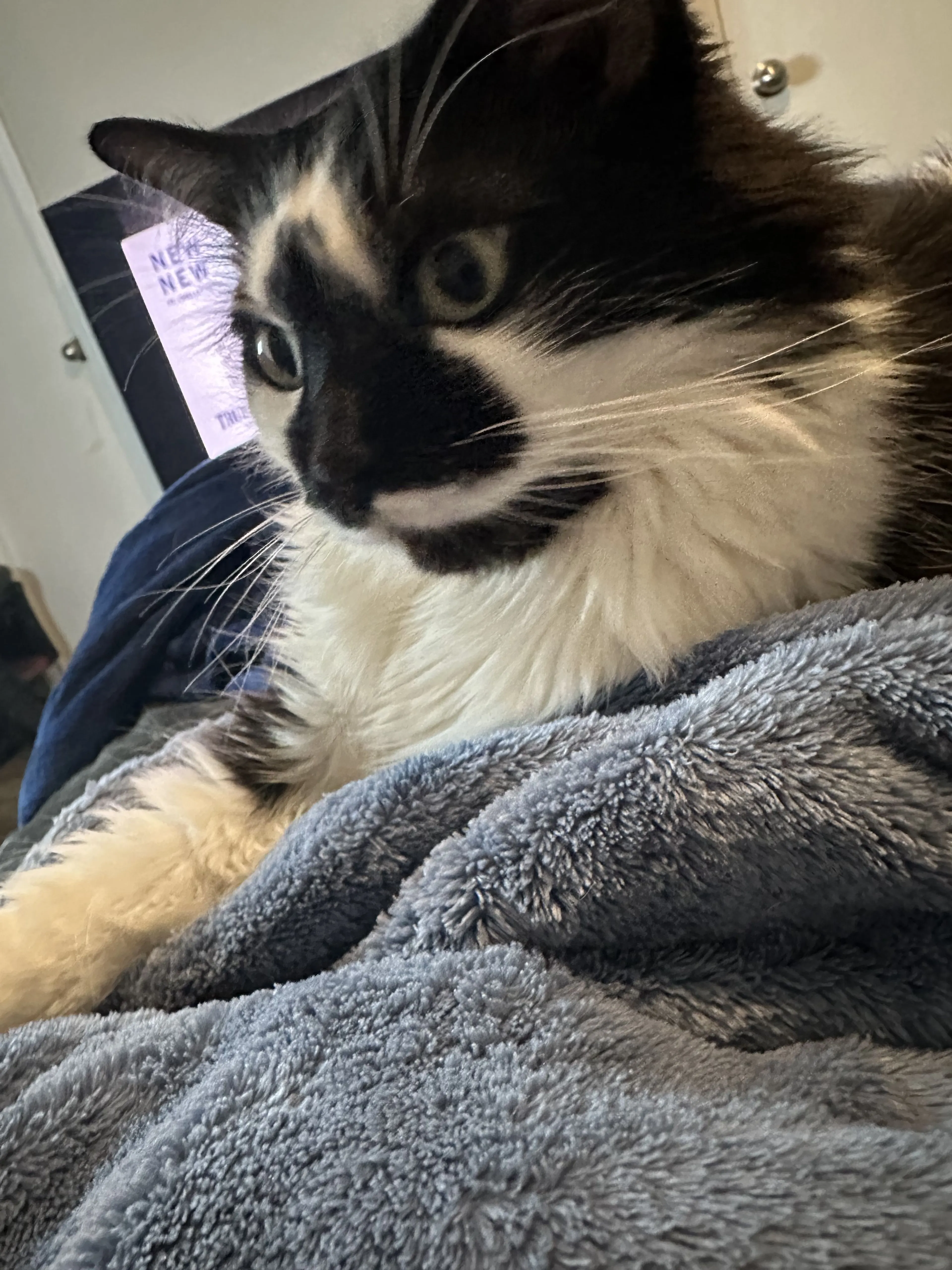 Lost pet-3