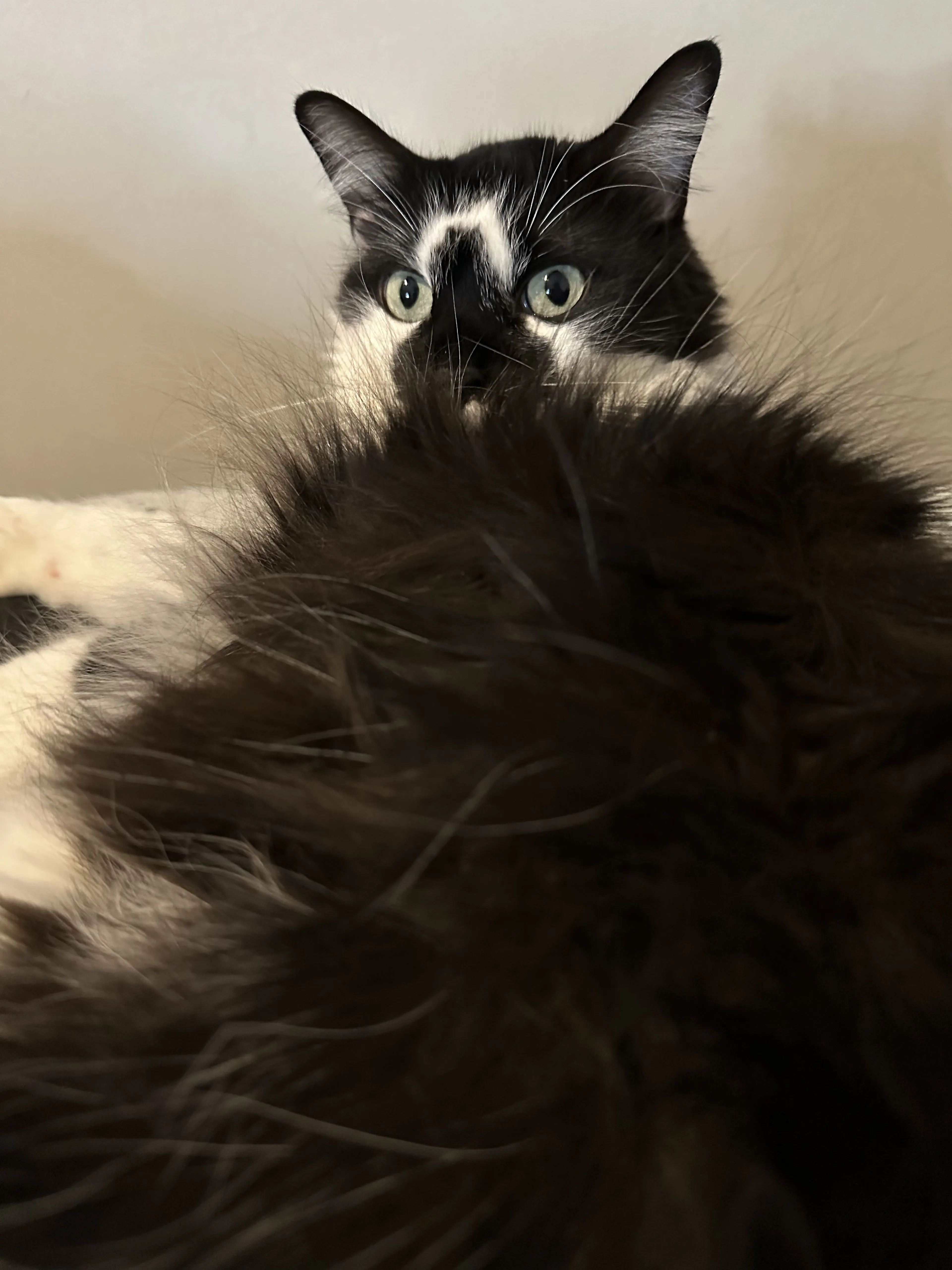 Lost pet-0
