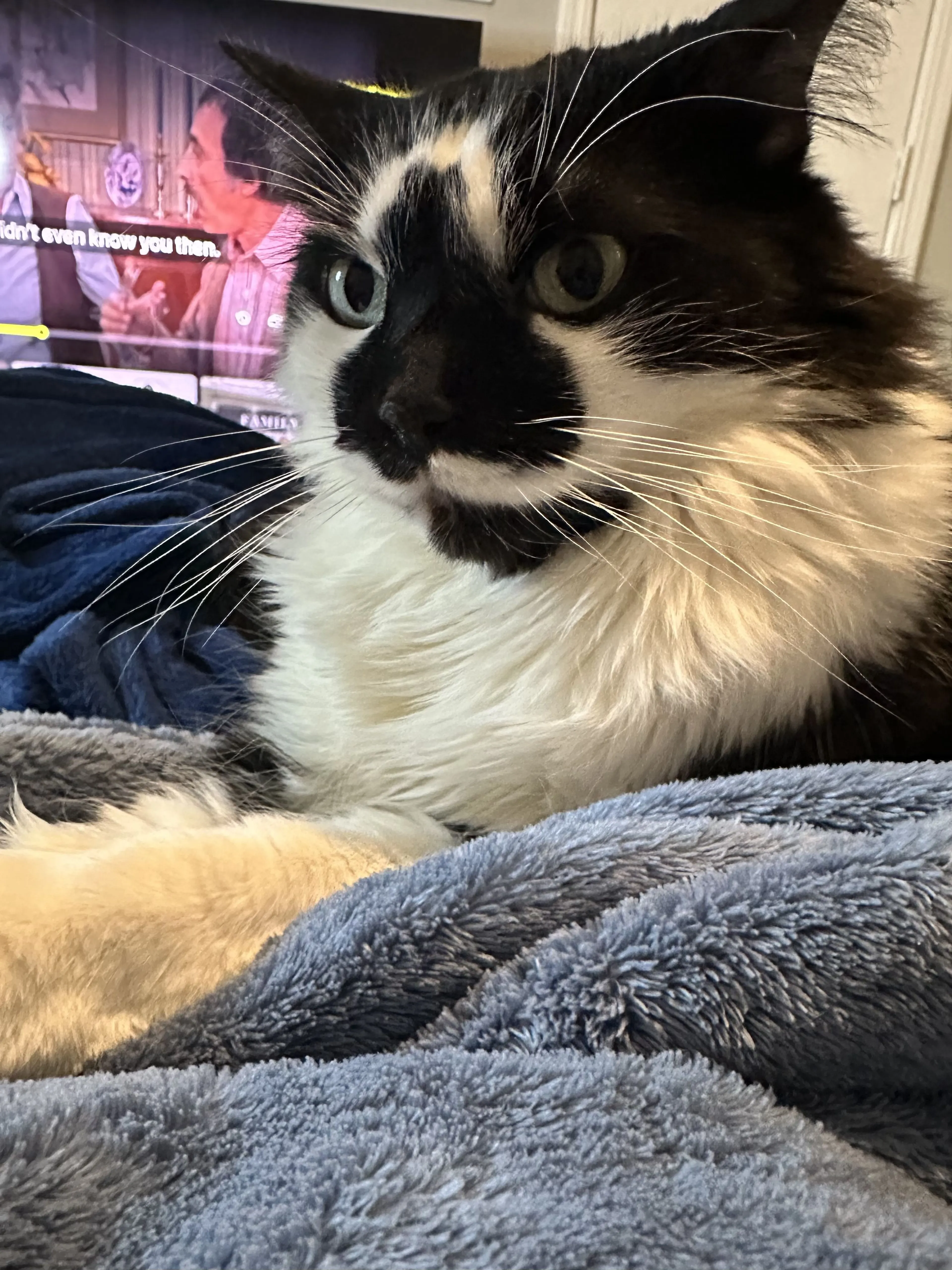 Lost pet-4