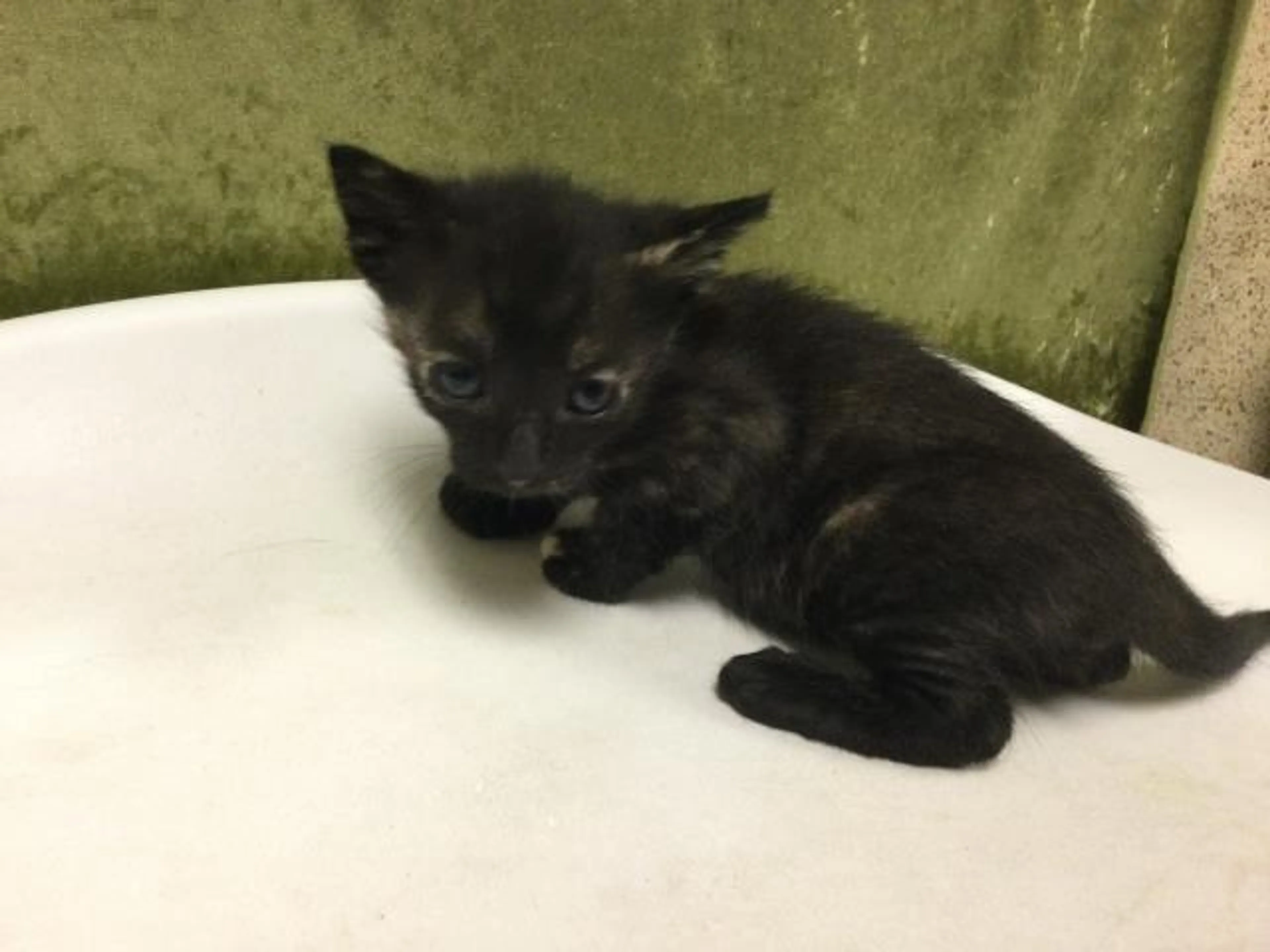 Found pet